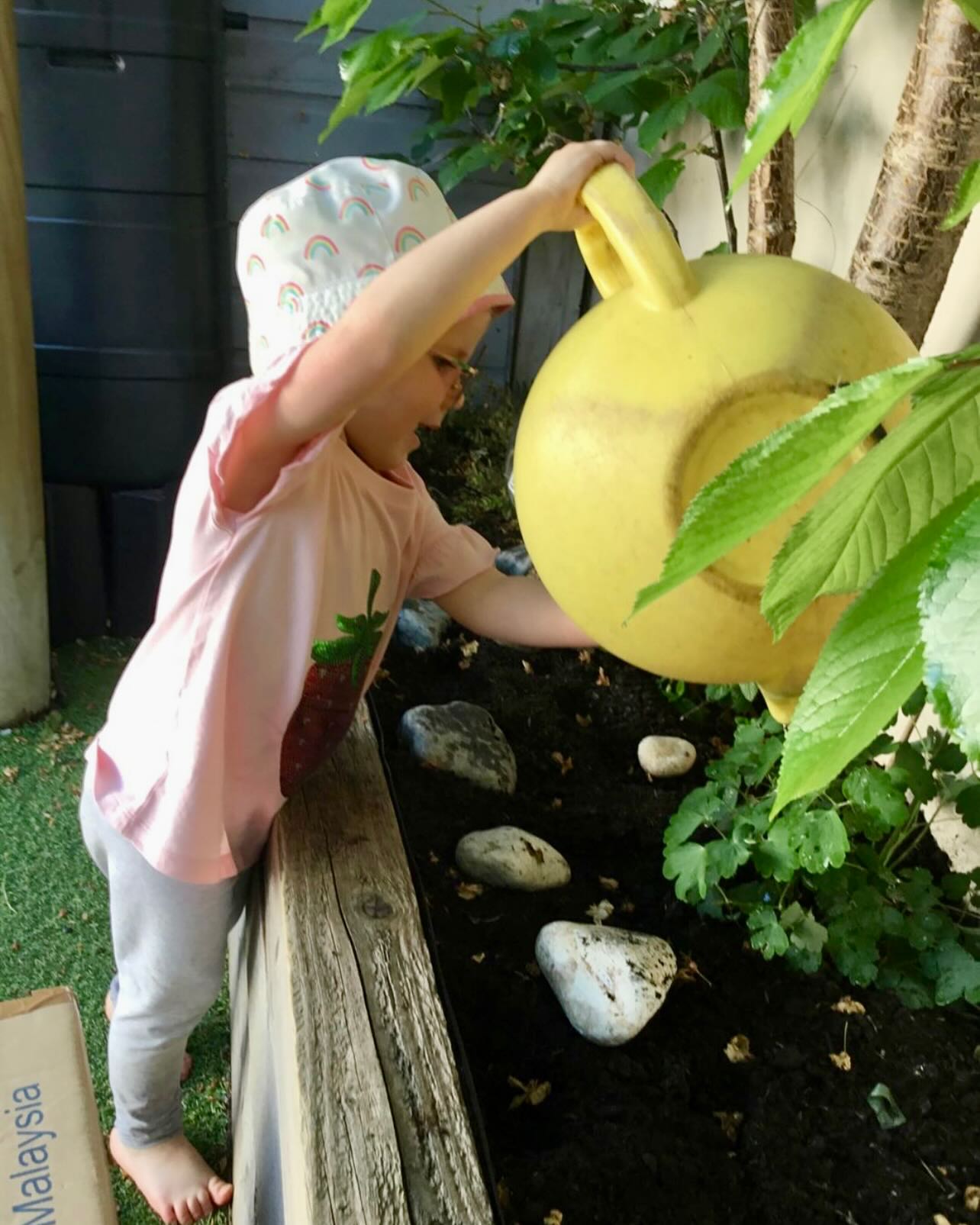 Spending time outdoors can instill a love for nature and a sense of connection to the natural world, which can have long-lasting positive impacts on children’s attitudes and behaviours.  We encourage the children to care for their environment, part of this includes watering our plants and trees. The cherry tree is looking full again this year - we are excited to pick and eat our juicy cherries! 🍒 🌳 💦