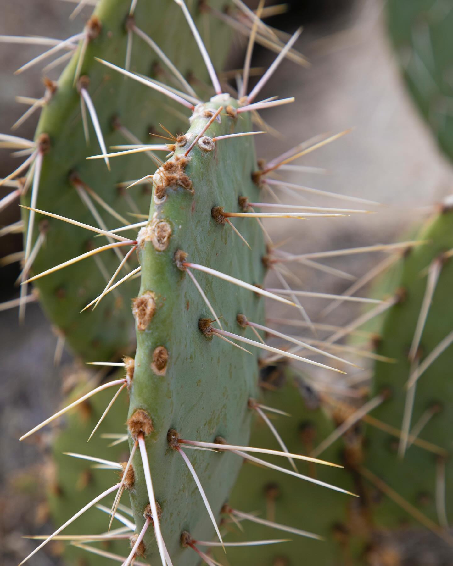 Wouldn’t want to accidentally run into one of these on a trail. 😬
#deserthike #nature #joshuatree #california #nationalparks #nationalpark