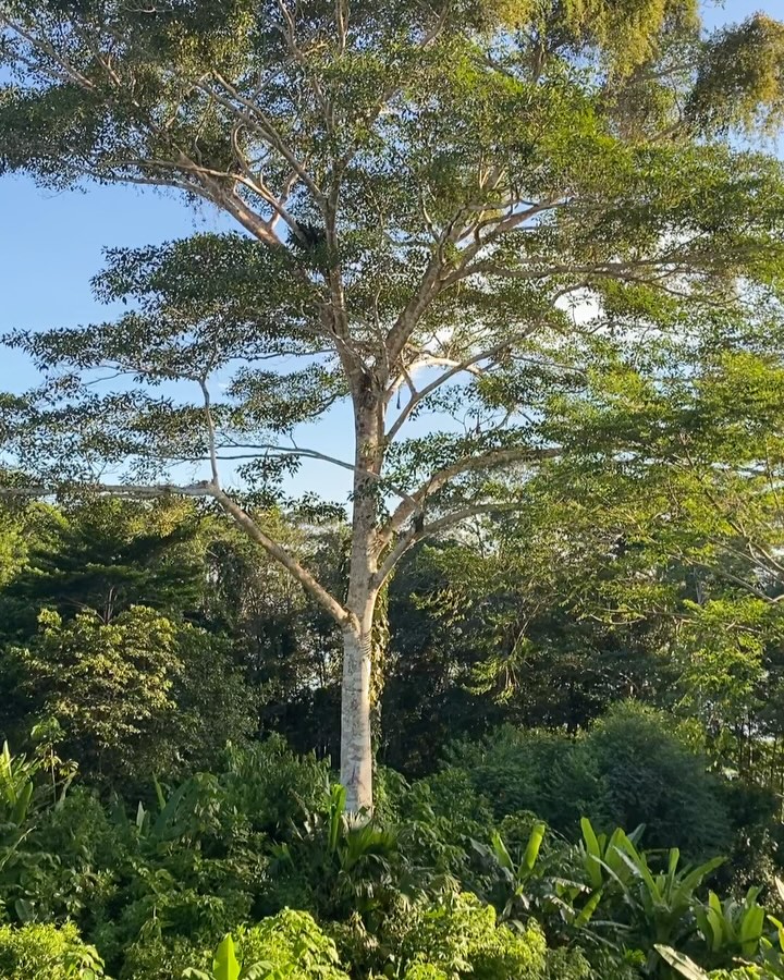 Es posible escuchar el canto de las aves, se siente un completo bienestar.