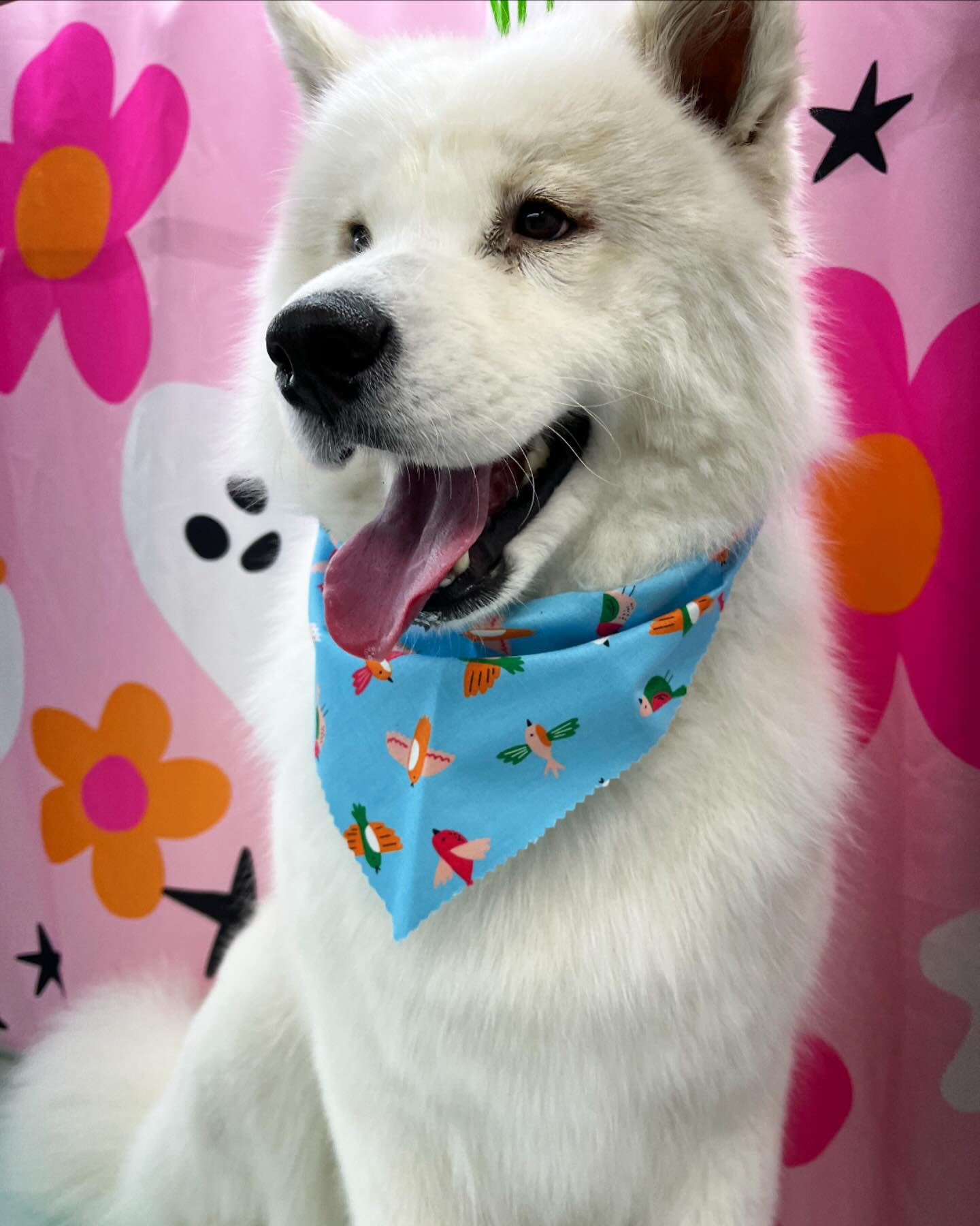 Visit our website or text us at 848-358-1515 to book your pups spa day! We are currently taking intake forms and booking now!!
#dawnofdeshed #mobilegrooming #njgroomer #trending #bathtime #fyp #dogs #dawnofdeshed #mobilegrooming #monmouthcountynj #dogsofmonmouthcountynj