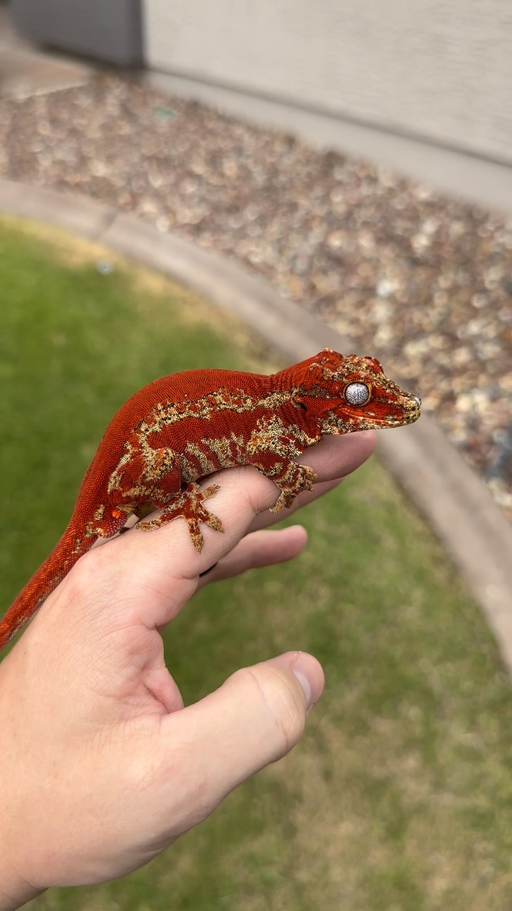 Hail to the King
🩸Carnage 🩸
2025 Winner for Best of Show / Best Gargoyle @goldstandardgeckoclub #gargoylegecko #trusttheblood