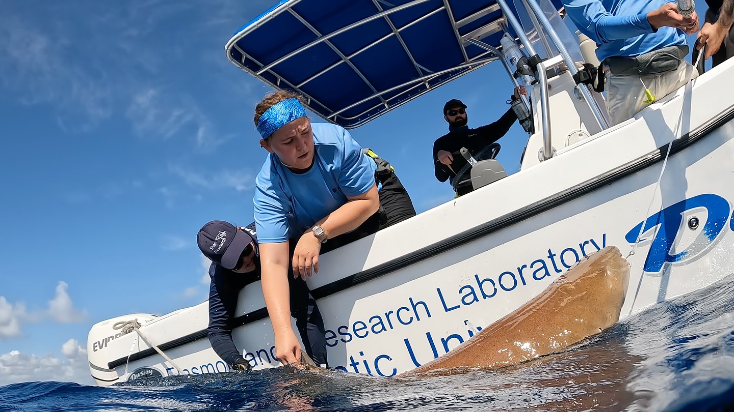 Great day for @fauscience #graduate #student @genevievesly09 who deployed her #camera #tag and recovered it later that same day. She clamped her tag to a large #nurse #shark and it recorded for a couple of hours before it popped off and floated to the surface. She then used a #vhf #receiver and #directional #antenna to locate the tag. The #3D #acceleration #data will enable her to quantify the #swimming #kinematics of the #nurseshark. Thanks as always to @colganfoundation for supporting our #research. @dusky_boats @atstrack @gopro #marinebiology #fieldwork #fishing #womeninstem #womeninscience #womeninsharkscience