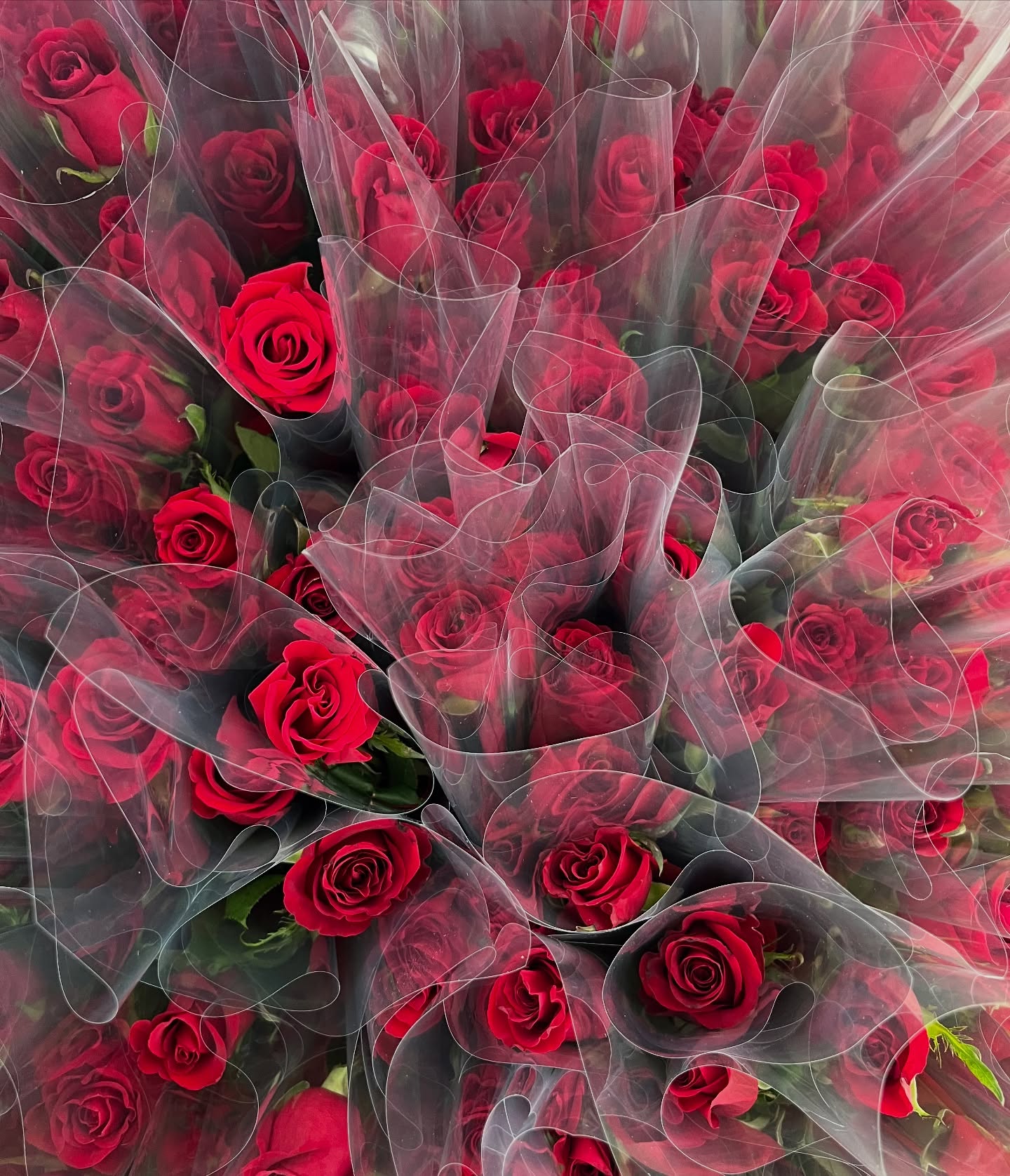 A big order of stunning single red roses is going out today, and I’m so touched knowing these beautiful blooms will be handed out to individuals throughout the day just to bring some joy!