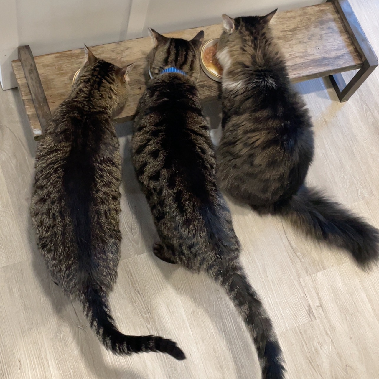 “I'm not a breakfast person” is something I hear from so many clients.
I get it — when eating feels hard, mornings can be especially tough.
But I want to gently remind you that nourishment in the morning can be a game-changer — for your energy, your mood, and your recovery.
Breakfast: cat-approved, recovery-recommended. 🐈✔️
