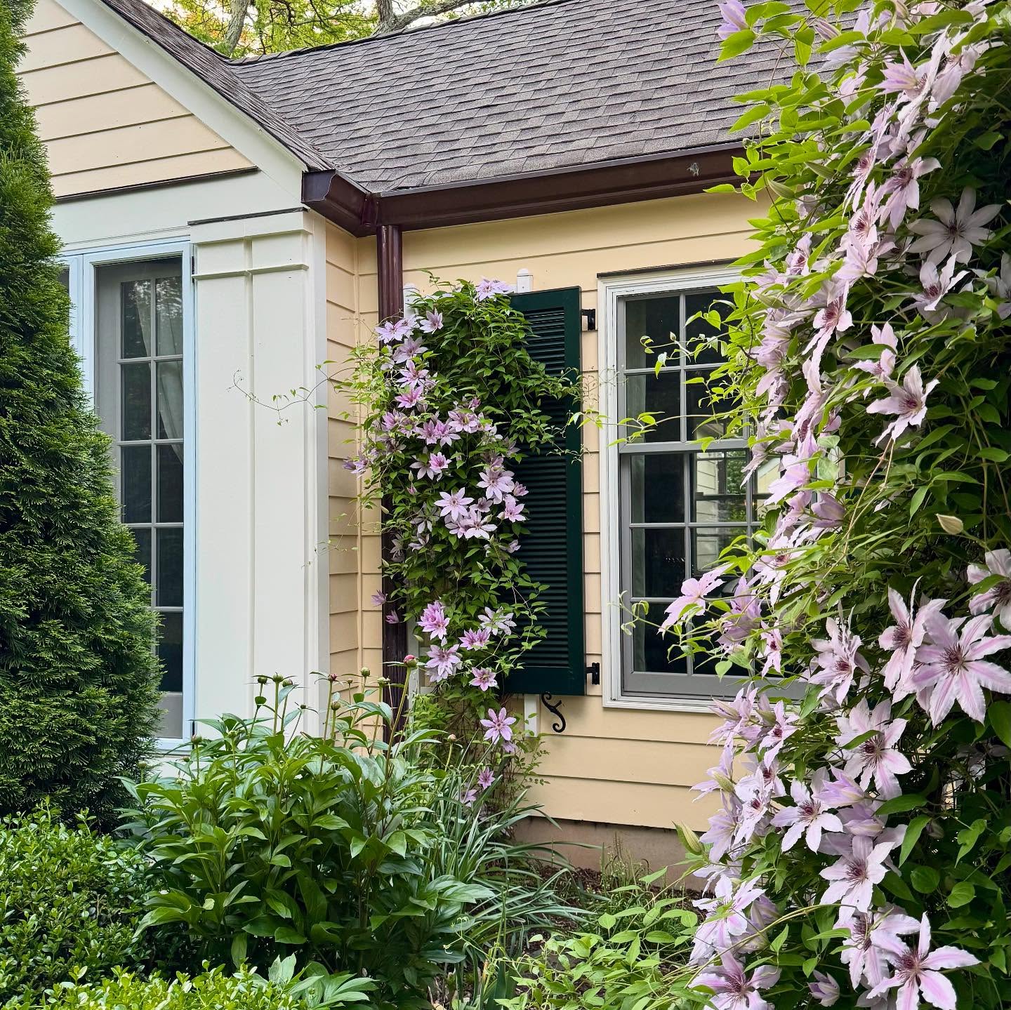 Lilac shades are having their color moment in the garden.
-Cape Cottage Garden, Zone 7a, New Jersey, USA.
#Finegardening,#perennialgardens #countrygardens #gardengatemagazine #thecottagejournal #unbelievablegardens #homeandgarden #thehappygardeninglife #gardendesign #romanticgardendreams #countrygarden #gardenplanning #gardengreatorsmall #betterhomesandgardens #thegardeningspirit #gardenanswer #njgardening #bhggarden#cottagegardens #flowerlovers #gardensofinstagram