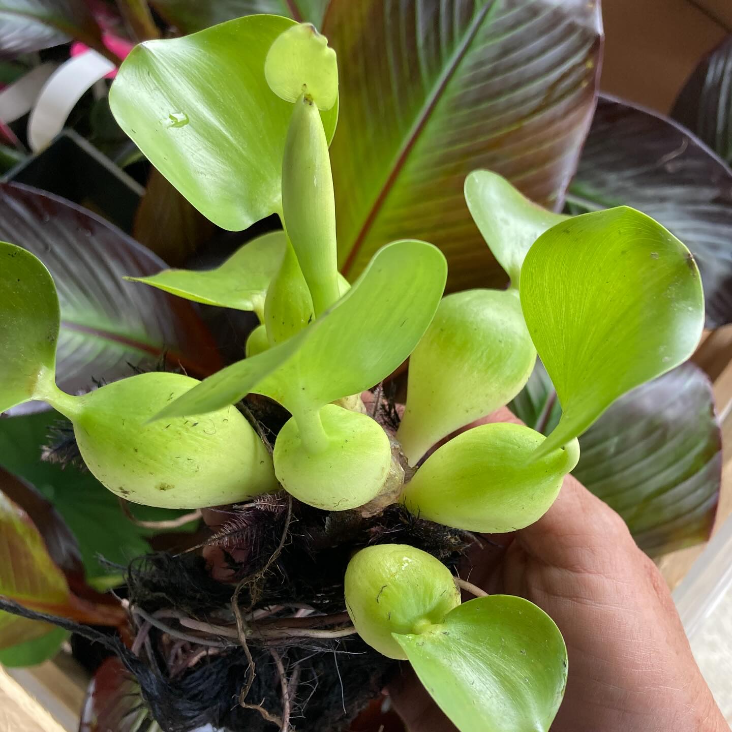 Water plants just arrived and we’re not mad about it! Probably our most anticipated arrival of the season! Run don’t walk over to get your pond plants. Seriously they go fast!
#roundtreefarmgreenhouse #pondplants #waterhyacinth #waterlilies #waterlettuce
