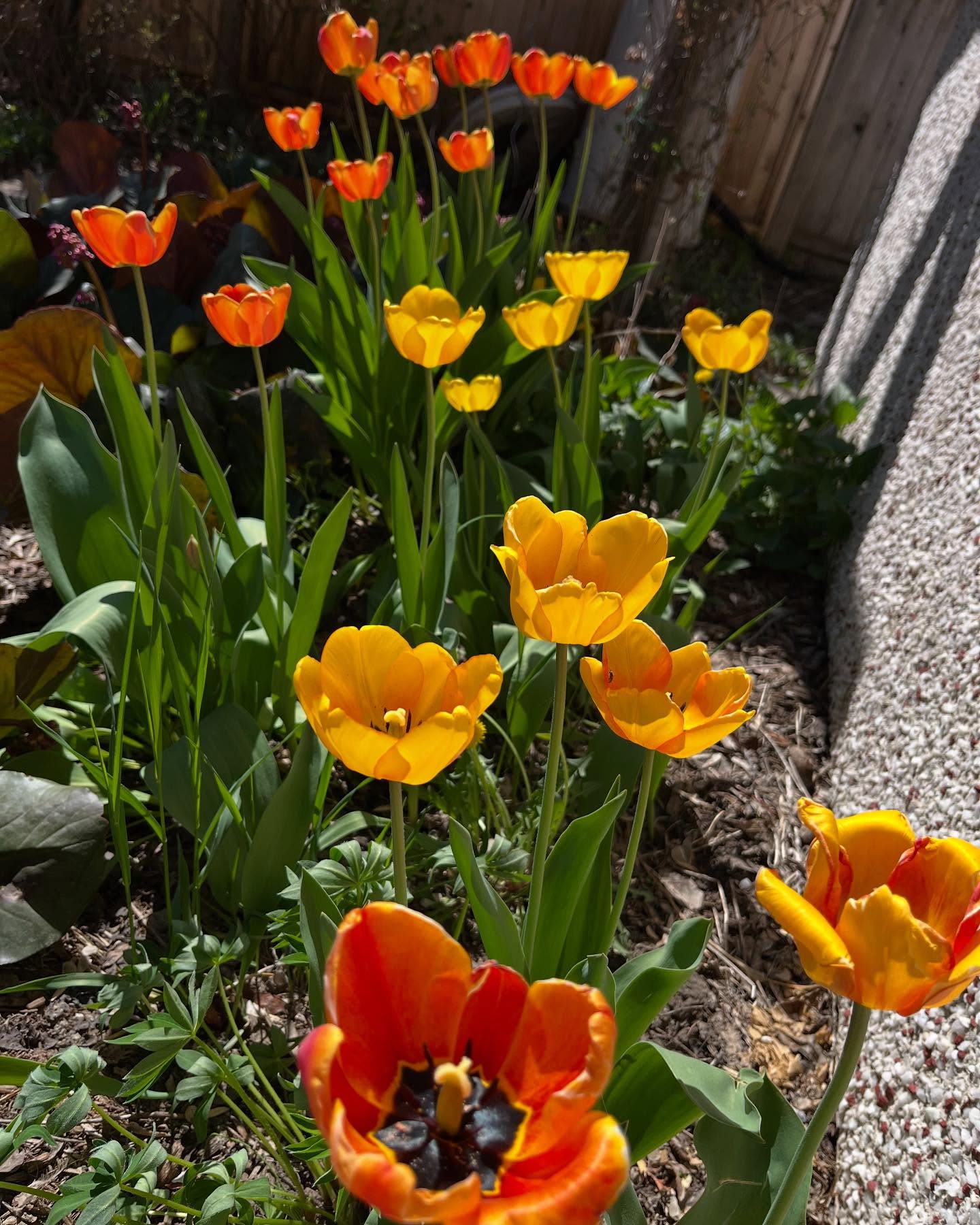 Spring flowers feel so life affirming to me. After winter we get this! 😮