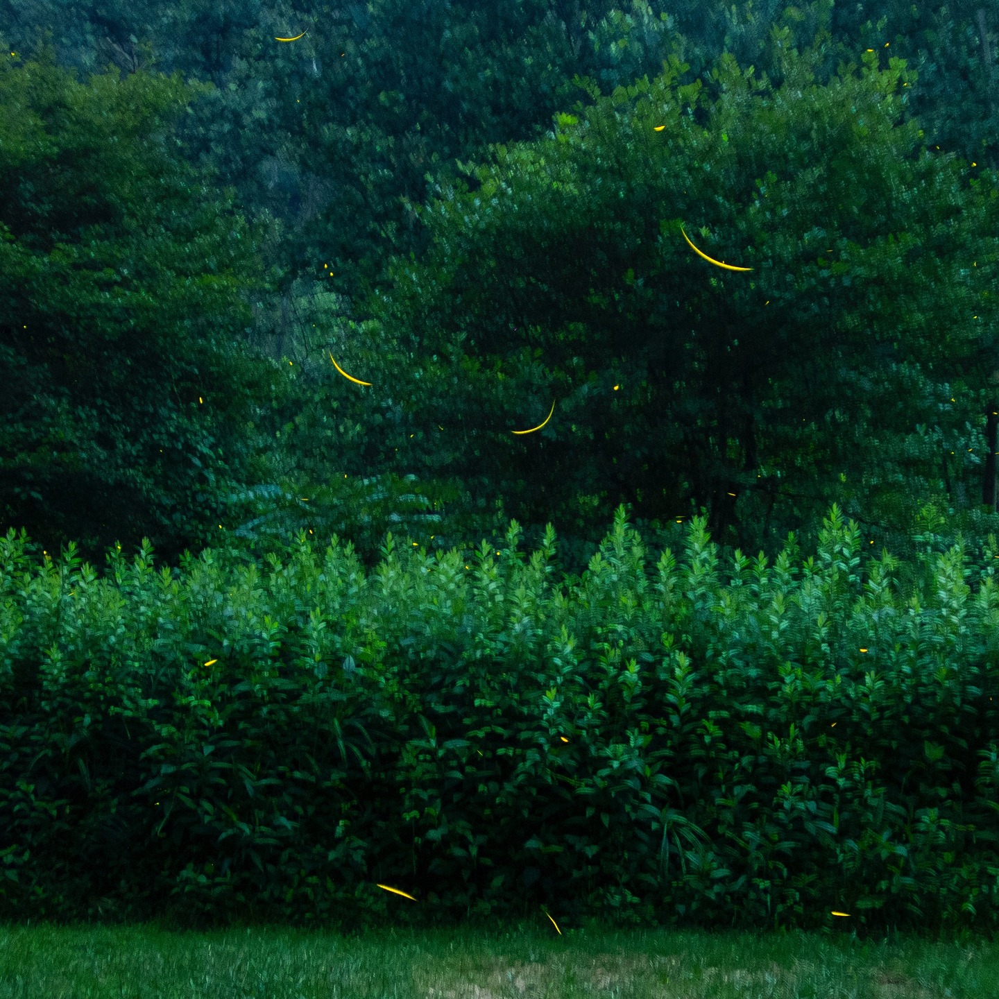 Did you know that Pennsylvania is home to synchronous fireflies? Campers discovered them in 2011 and visitors flock to the area each summer to see the show. #fireflies #synchronousfireflies #alleghenynationalforest #padaytrips
