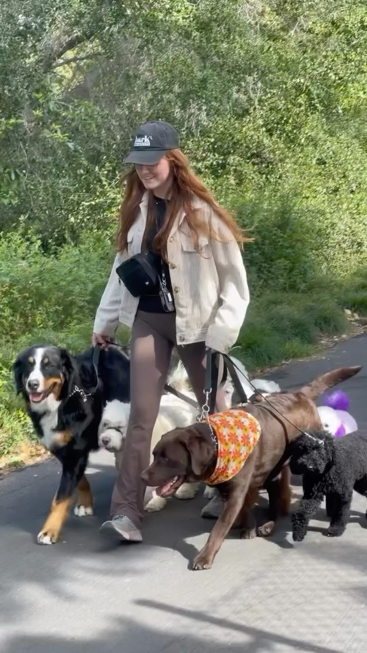 Dogs are pack animals — they’re wired to move together, not roam alone. Structured pack walks tap into their instincts, build confidence, and create calmer, happier dogs. Want in on the fun? Sign your pup up for our walks!
#DogTraining #PackWalk #BalancedTraining #DogBehavior #DogWalker #StructuredWalks #DogLife #DogsofInstagram #DogsThatListen #ObedientDogs #CalmConfidentCanines #DogRehab #DogTrainerLife #FulfilledDogs #CostaMesaDogs