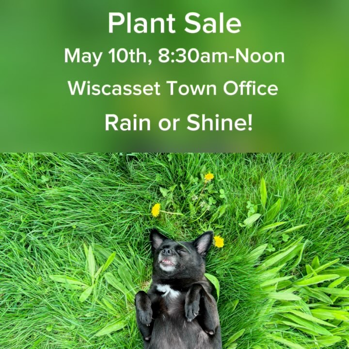 Some behind the scenes of potting and prep for our biggest fundraiser of the year. 🌷🌸🌹🌻
Rain or Shine!🌦️ If it’s rainy, come find us in the main Town Hall Room in the town offices.
Looking forward to seeing you! 😁
#gardening #plantsale #plants #Wiscasset #wiscassetmaine #fundraiser #midcoastmaine #wiscassetvillage #bathmaine #boothbayharbor #alnamaine