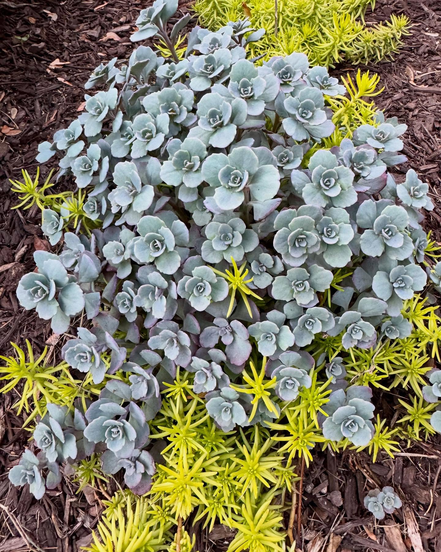 Sedums are low maintenance succulents that don’t need much water. In picture 1, the silvery-blue florets of sedum cauticola ‘Coca Cola’ are intertwined with another chartreuse sedum whose name I need to check (possibly Sedum Lemon Coral). In picture 2, a chartreuse sedum that was here when we moved in has sprawled over our stone wall. It’s nice to have some easy-care plants that you can simply “set and forget” in your garden plans. For me, creeping sedums check that box.
-Cape Cottage Garden, Zone 7a, New Jersey, USA.
#Finegardening,#perennialgardens #countrygardens #gardengatemagazine #thecottagejournal #unbelievablegardens #homeandgarden #thehappygardeninglife #gardendesign #romanticgardendreams #countrygarden #gardenplanning #gardengreatorsmall #betterhomesandgardens #thegardeningspirit #gardenanswer #njgardening #bhggarden#cottagegardens #flowerlovers #gardensofinstagram
