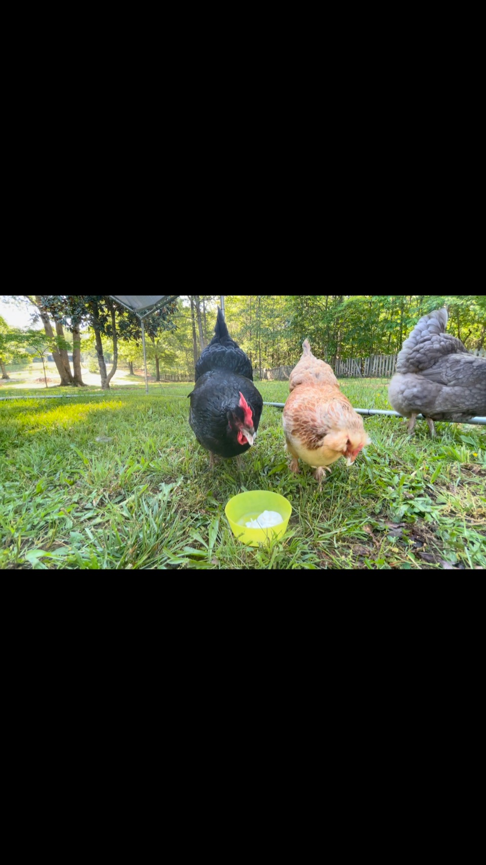 These chickens aren’t performing. They’re just being themselves. What would that look like for you?
Would you:
-eat differently around others?
-wear different clothes?
-spend less time body checking?
-hold your body in a different way?
-laugh louder?
-be in the photo?
-speak more freely?
It’s worth asking — not because you need to change, but because you don’t owe anyone a performance.
