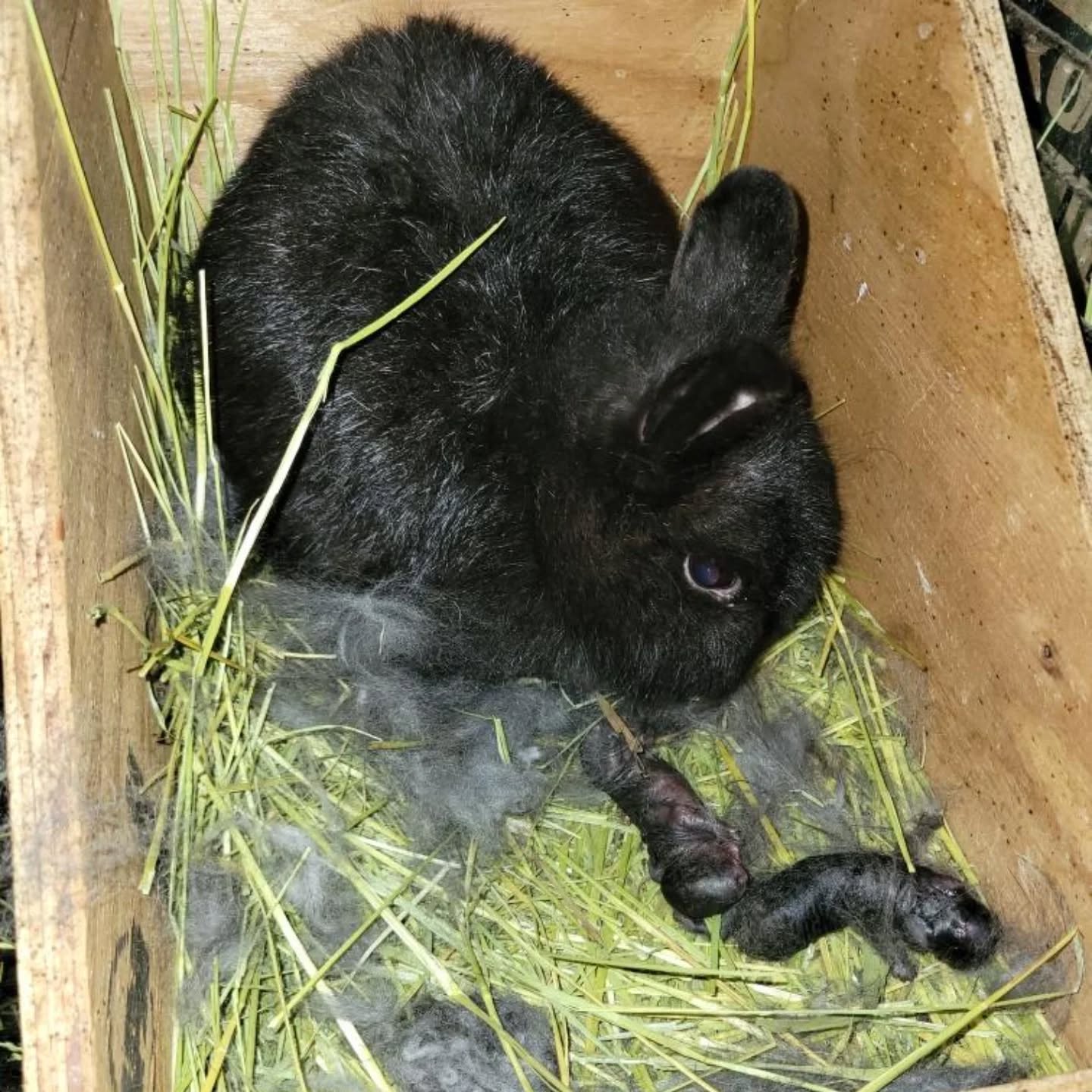 Happy Mother's Day to Whiskey! She kindled 4 kits today. Unfortunately 2 did not make it. Hoping the other 2 do well for her. Netherland Dwarf. Whiskey x Armani
www.mysticmoonlightfarm.com
#mysticmoonlightrabbits #mysticmoonlightfarm #rabbitbaby #rabbits #rabbitsofinstagram #rabbitry #rabbitlitter #rabbitlover #bunnylovers #bunnylife #bunniesofinstagram #babybunnies #netherlanddwarfs #dwarfrabbit #rabbitbreeder #mothersday