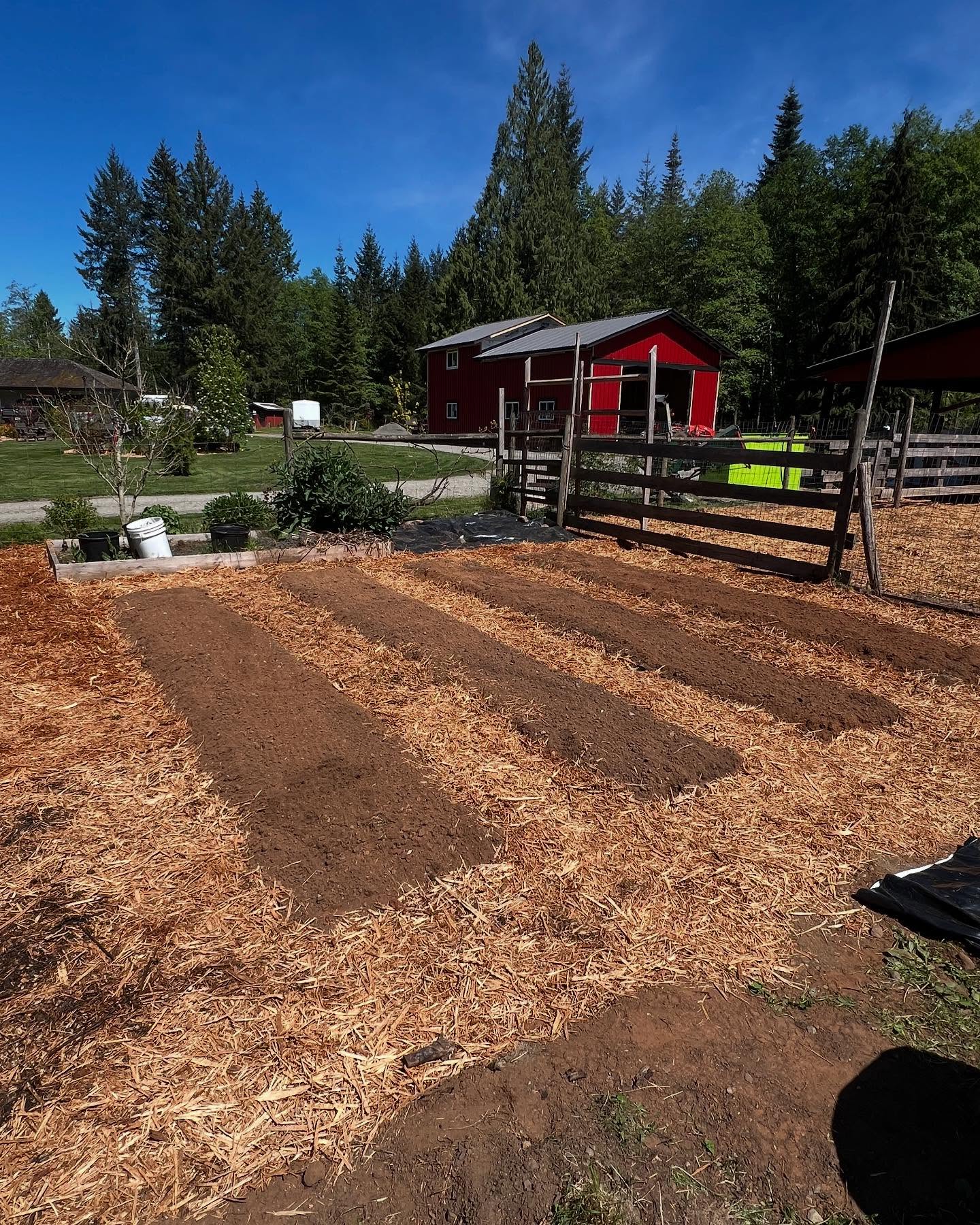 Our Mother’s Day project this year…and a gift that will keep on giving all summer long 💐
So excited to have turned this overgrown, ugly area behind the greenhouse into nice little beds that will be full of beautiful dahlia blooms in a few months. ➡️ for the before. The cows were a big part of the clean up/prep crew 🐮🙌
