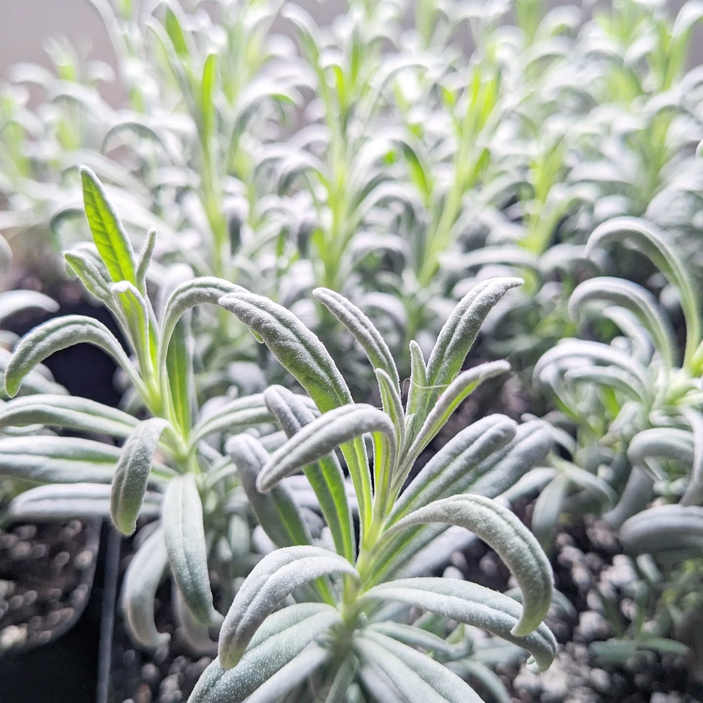 Lavender plants are ready for Herbal Harmony. Take one home & try some plant therapy at this๐ท๐ฟ plant n' sip ๐ฟ๐ทat @lwwines (link in bio)
.
.
.
.
#wheninwolfville #wolfville #winelover #planttherapy #plantsmakepeoplehappy #annapolisvalley #halifaxevents #winetasting #gardening
