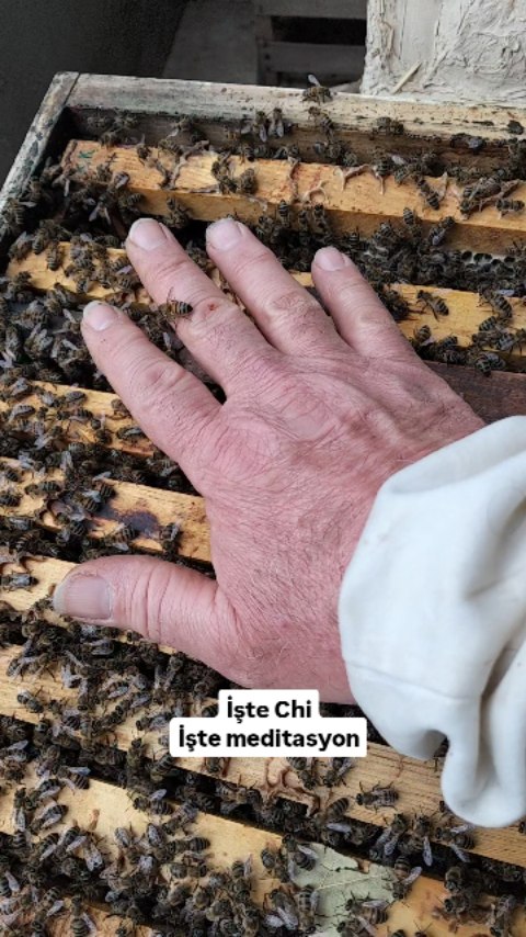 Tai Chi Chuan içsel savunma sanatır. Ancak dünyanın egemen ideolojisi, tüm içsel sanatları baskılamıştır. Bu yüzden, Tai Chi Chuan bile çoğunlukla dışsal( external) tarzda çalışılmakta ağırlıklı olarak. Daha, hep daha dışa vurum, gösteriş, vitrin çabası...
Bazen tanımlamalarımda çeşitlemeler yaparım. Tai Chi Chuan bizdeki doğayı derinlemesine anlayarak, doğaya daha çok yaklaşmak onunla bağ kurmak yolculuğudur derim. CHİ (Qİ) enerjisi hep özel çalışmalar ile "özel" kişilerde aranır. Enerjinin bildiğimiz, henüz bilemediğimiz formları var ve her yerde. Arı kolonilerinin davranışlarını izlemek, saf doğanın kendisi ile bağ kurmak demek. Gerçek meditasyon. Bu mevsimde bir yerde arı oğulu görürseniz telaş etmeyin, size zarar vermezler. Kraliçelerinin etrafında toplanmış, kendi varoluş süreçleeine odaklanmışlardır. Örneğin arıcılar birliği diye internette iletişim numarası bulup, haber verebilirsiniz. Onlar bölgeye göre bir arıcıyı yönlendirirler ve güvenle yeni yuva edinirler. Nasılsa başlarının çaresine bakarlar demeyin. Şehirde çoğunlukla telef olurlar. Arıları, gıdamızın ℅70 kadarının tozlaşma yoluyla üretimini sağlayan bu sevimli varlıkları koruyalım.
@ariciliktv @turkiye_aricilar_birligi
#taichichuan #yangstilltaichichuan #taichiturkey #chi #meditation #bütüncültıp #içsellik #beekeeping #arıdünyası