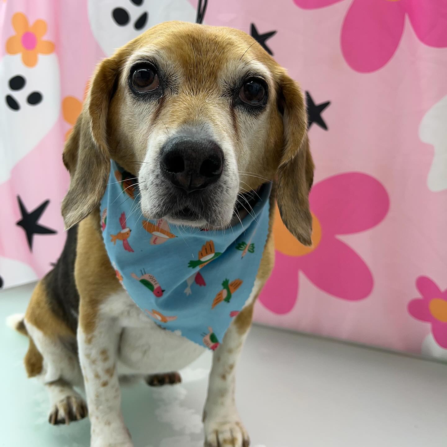 Visit our website or text us at 848-358-1515 to book your pups spa day! We are currently taking intake forms and booking now!!
#dawnofdeshed #mobilegrooming #njgroomer #trending #bathtime #fyp #dogs #dawnofdeshed #mobilegrooming #monmouthcountynj #dogsofmonmouthcountynj