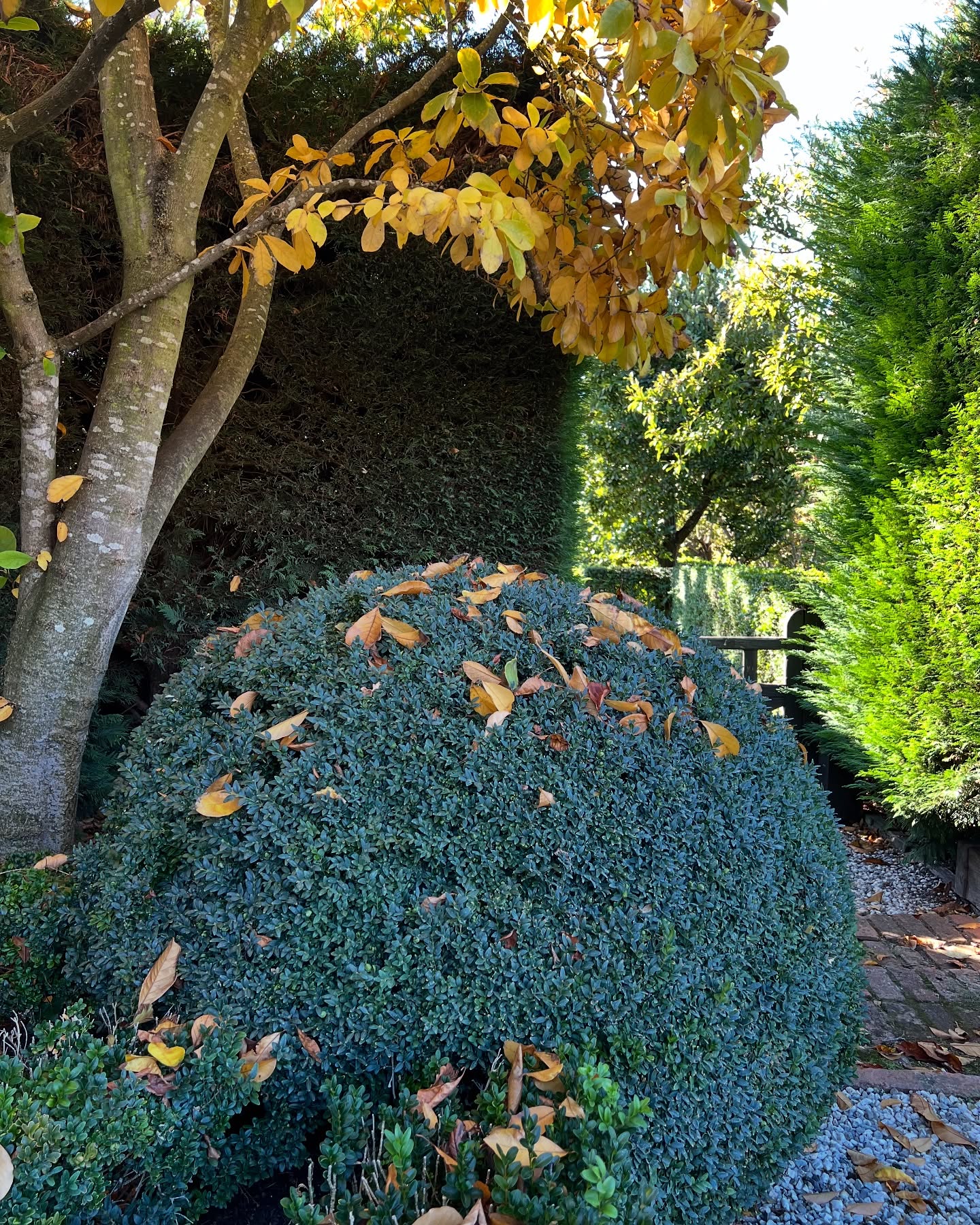 We’ve had the most amazing Autumn, not only has the weather been extraordinary but we had a two month booking! The Old Rectory is however once again available: enquiries can be made via @airbnb or our website, kynetonoldrectory.com.au
@visitmacedonranges
@daylesfordmacedonranges
@piperstkyneton
@nationaltrustvic
@visitvictoriaofficial
#kyneton
#visitkyneton
#autumn
#oldrectory
#kynetonaccommodation
#kynetonluxury
#villarental
Images by WMP