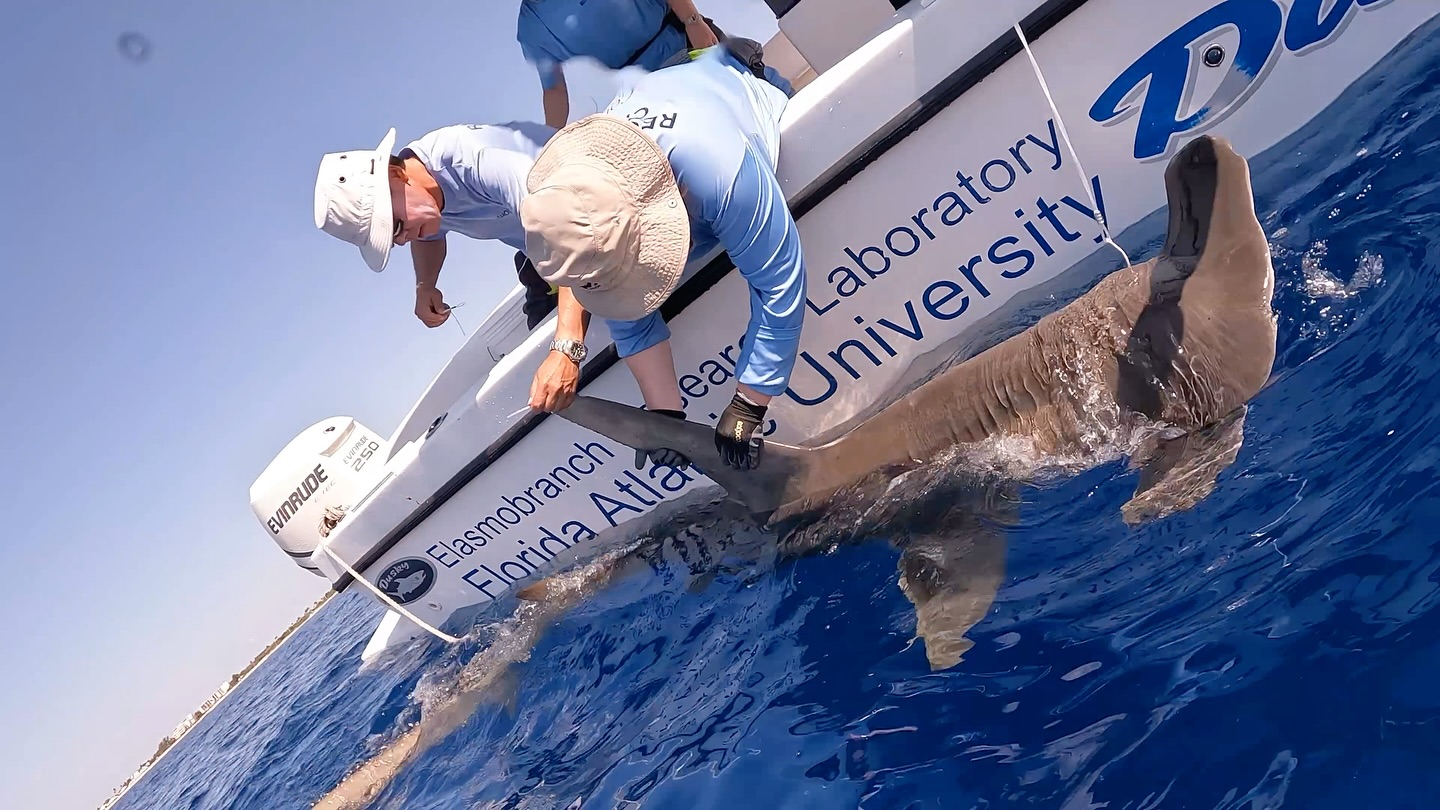 Such a busy day! We instrumented a #hammerhead #shark with a #satellite #transmitter. We also caught several #nurse #sharks and instrumented one with a #camera #tag package. It popped off several hours later and we used a directional #vhf #receiver to locate and retrieve the package. Great work by all of the @fauscience #graduate and #undergraduate #students. Especially #exciting for @genevievesly09 who successfully deployed and retrieved another tag package on a #nurseshark for her #thesis #research. All of this is made possible thanks to the support of @colganfoundation. @dusky_boats @lotektelemetry #marinebiology #fieldwork