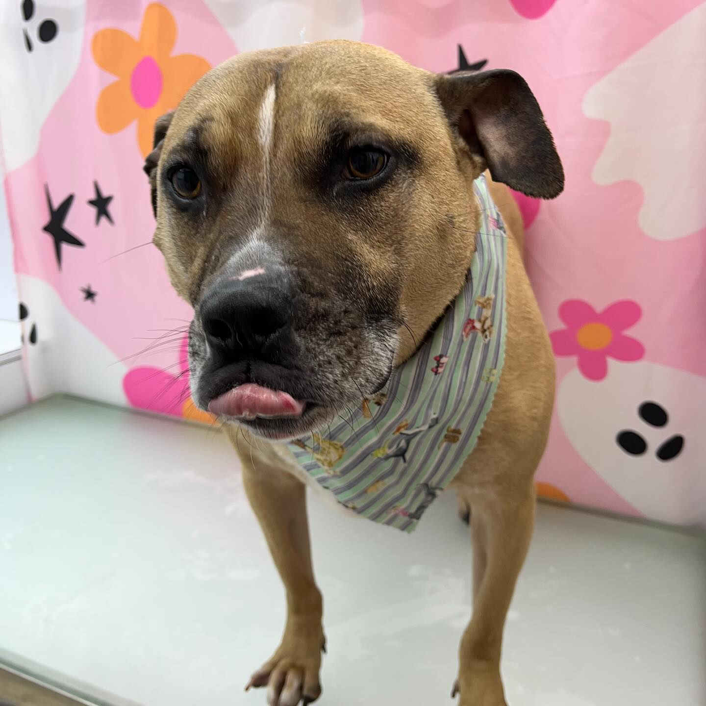 Visit our website or text us at 848-358-1515 to book your pups spa day! We are currently taking intake forms and booking now!!
#dawnofdeshed #mobilegrooming #njgroomer #trending #bathtime #fyp #dogs #dawnofdeshed #mobilegrooming #monmouthcountynj #dogsofmonmouthcountynj