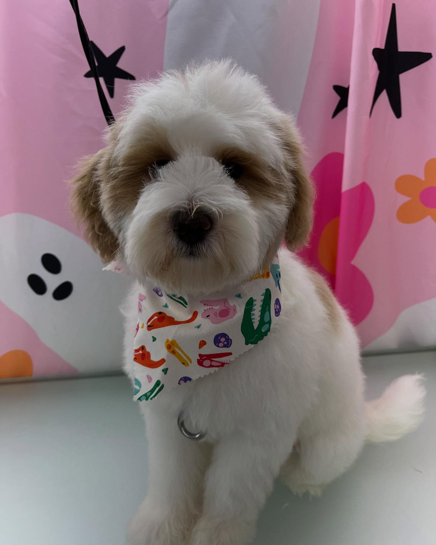 Visit our website or text us at 848-358-1515 to book your pups spa day! We are currently taking intake forms and booking now!!
#dawnofdeshed #mobilegrooming #njgroomer #trending #bathtime #fyp #dogs #dawnofdeshed #mobilegrooming #monmouthcountynj #dogsofmonmouthcountynj