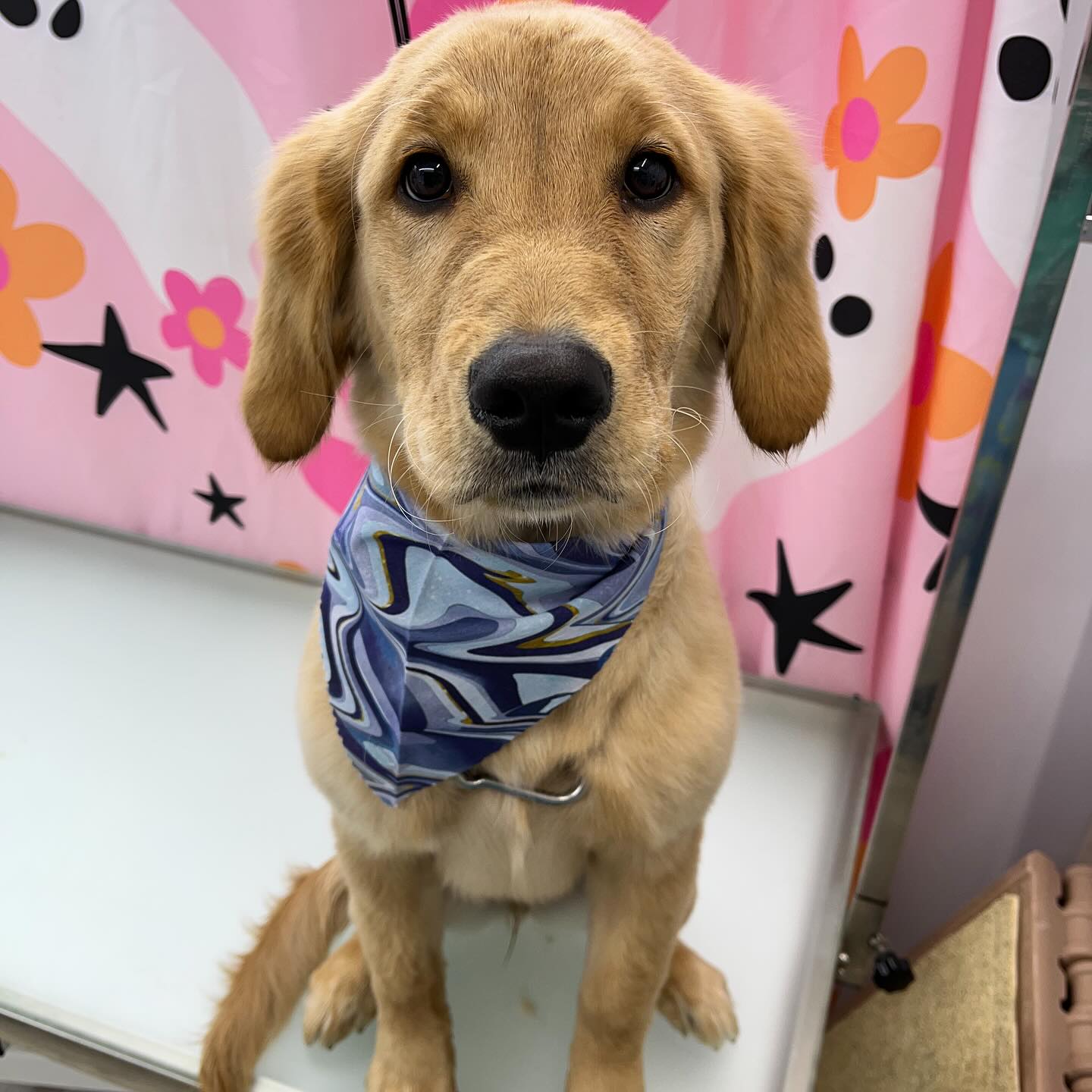 Visit our website or text us at 848-358-1515 to book your pups spa day! We are currently taking intake forms and booking now!!
#dawnofdeshed #mobilegrooming #njgroomer #trending #bathtime #fyp #dogs #dawnofdeshed #mobilegrooming #monmouthcountynj #dogsofmonmouthcountynj