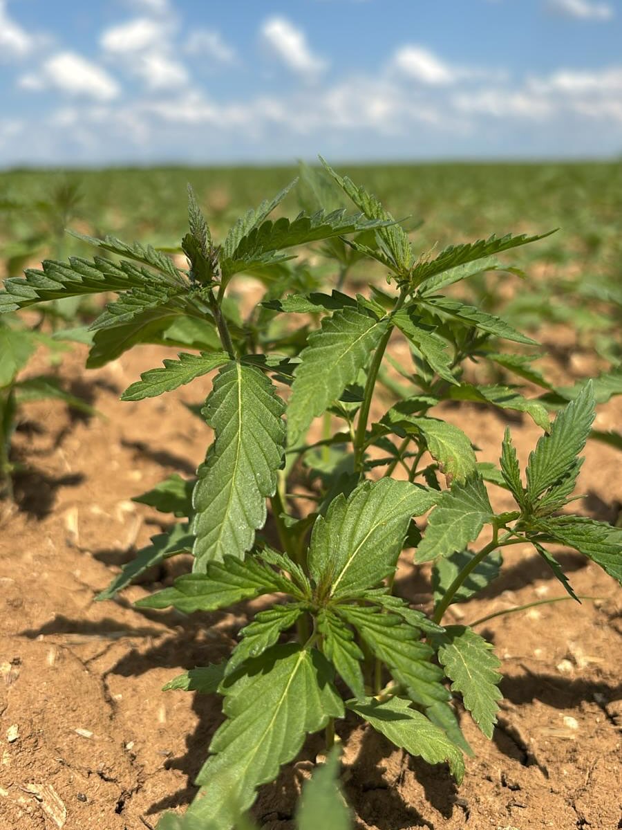 Notre chanvre pousse à vue d’œil avec ce climat de rêve et des températures au top !
☀️🌱 Juste ce qu’il faut de chaleur, de lumière et d’humidité : la nature est au travail !
On adore voir ça évoluer jour après jour… ça promet !
#chanvre #agriculture #plantesheureuses #terroir #GATICHANVRE