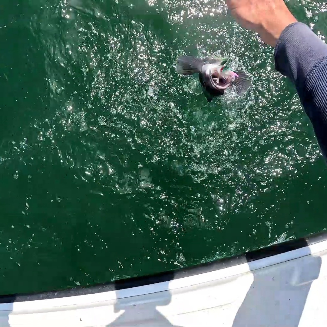 Seabass season is underway and using jigs with assist hooks is a favorite method to catch them and make it exciting for anglers of all ages and abilities. In this short clip I'm using the 'Hard Shell' Slow Fall jigs that come prerigged with Assist Hooks ready to go right out of the package. These jigs or other seabass gear are available at these New England based shops. @harwichsportbaitandtackle @sportsportoldsalt @eastmans_sport_tackle
@craftyonecustoms
@larrystackle @dicksbaitandtackle @bobbyjsbait #myfishingcapecod #onthewatermagazine #capecodfishing #capecodfishingreport #monomoytackle