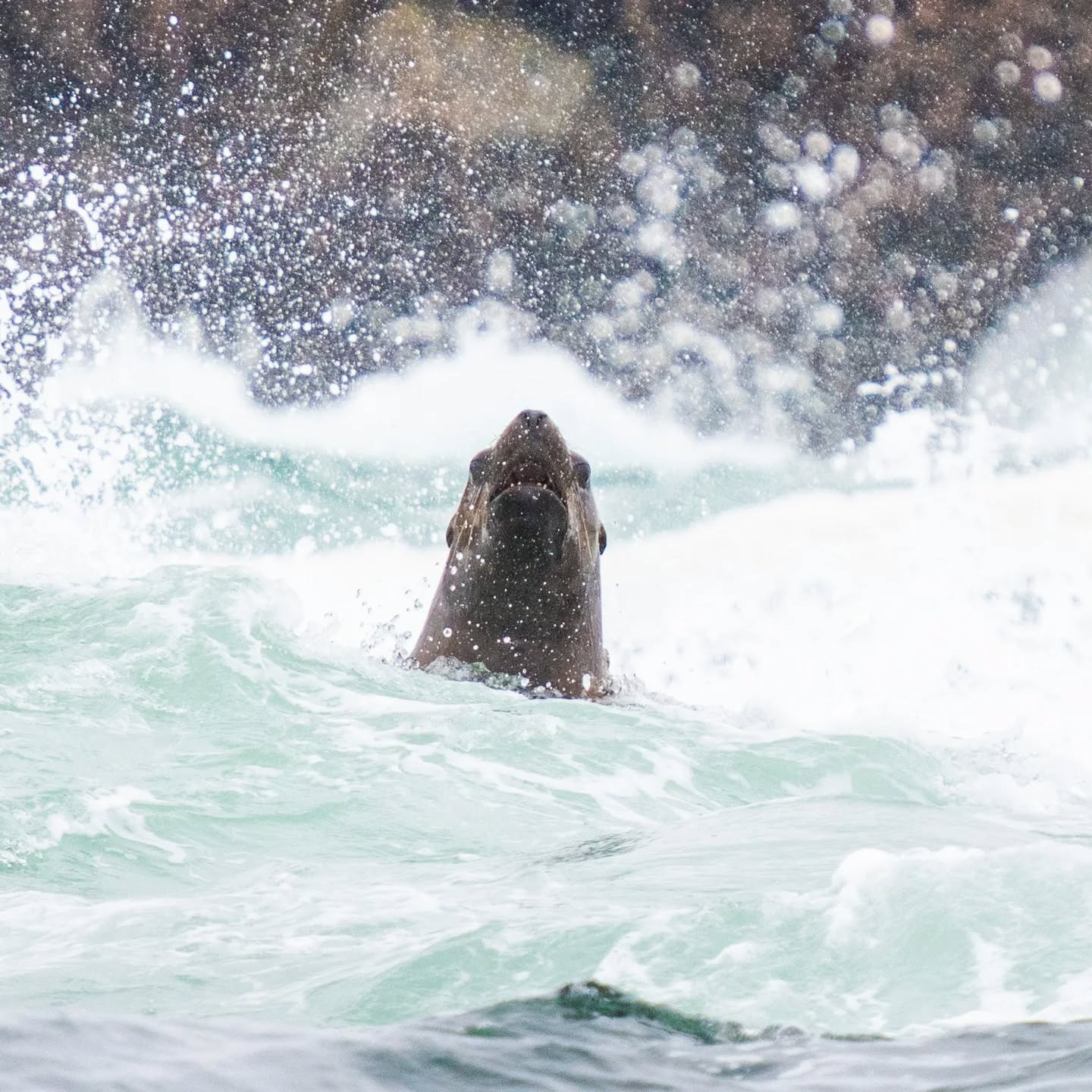Stellar Sealion
I love watching these guys in the surf.
#wildlifephotography #sealion