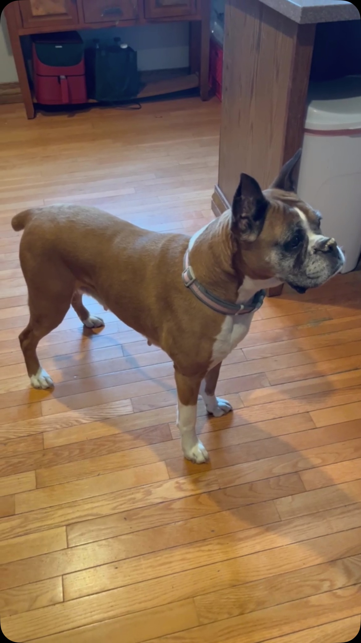 Roo-approved and served with love. Because mealtime should be tail-wagging good.
#RealFoodForDogs #RooEatsReal #WholesomeDogNutrition #RooFood