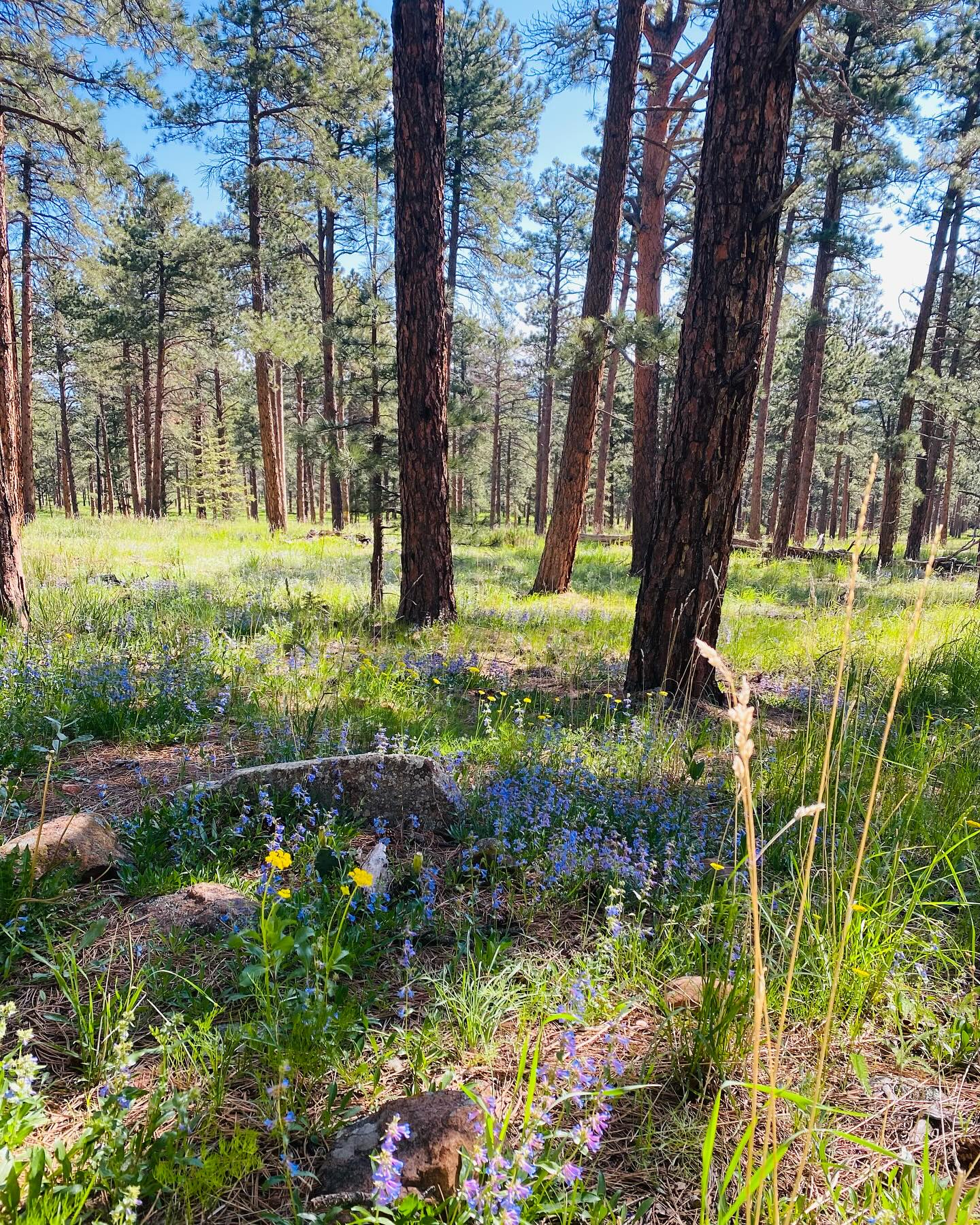 Rewilding #boulder #colorado #forest #outside #wildflowers #happy #spring #mountains #colorado_chautauqua