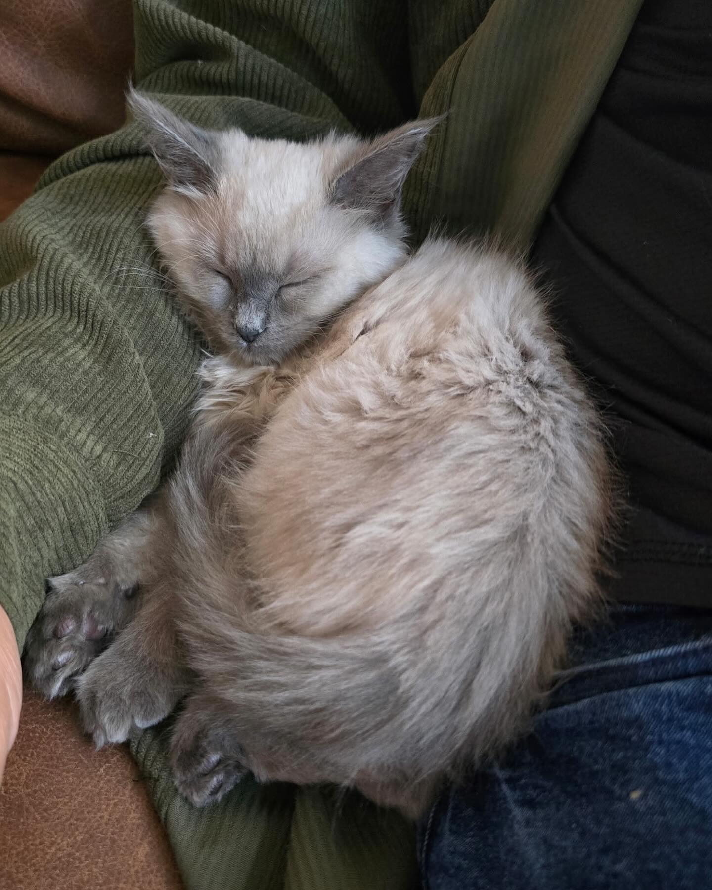 Tonia is an amazing lil gal, Blue Point Mink and is ready to find her forever home.. we will miss her though! See bio for contact info if the DM doesnāt work.
#ragdoll #ragdollsofinstagram #ragdollcat #minkragdoll #bluepointragdoll #augustragdolls #fluffy #adorable #cuteness #catsofinstagram #pets #beautiful #blueeyes #bluecat #cutestagram #kitten #trend
