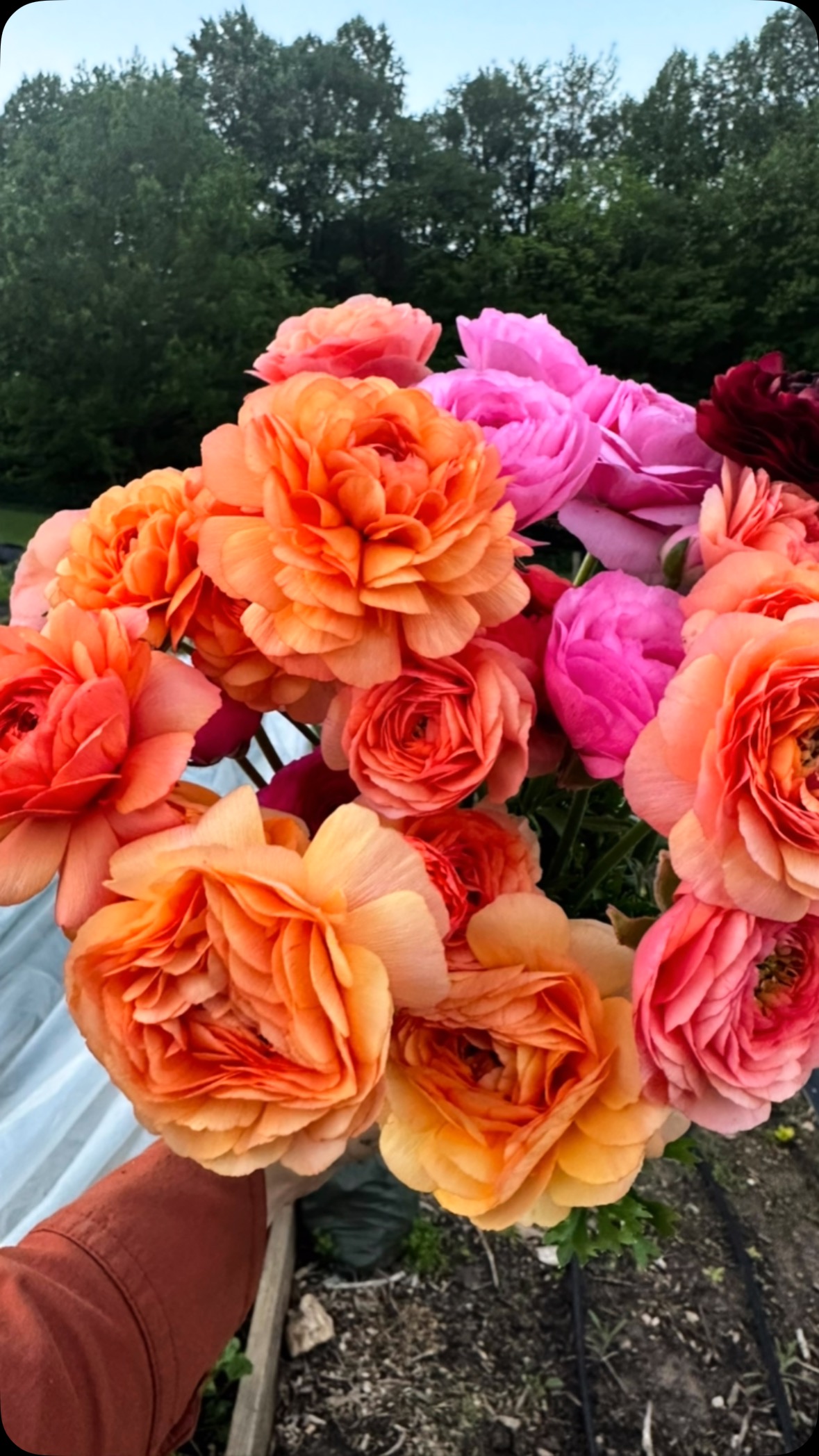 Gone for a few days and came out to the feild for some R&R. The ranunculus and roses have just gone for it!
#spring #sprung #flowerfarm #smallfarm #blooms #roses #distantdrums #rose #ranunculus