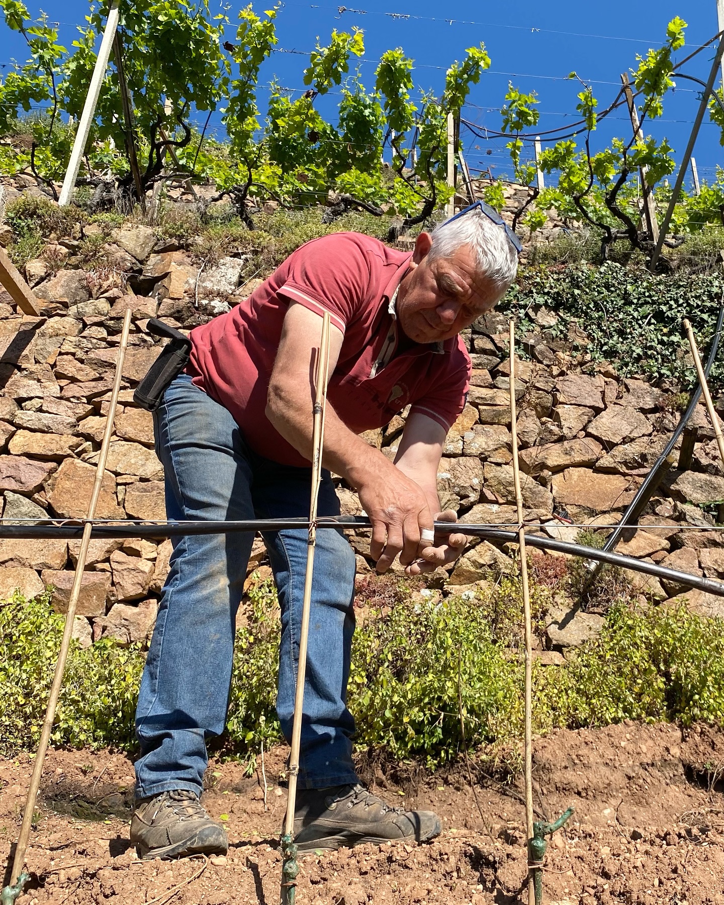 In Valle di Cembra la viticoltura non è solo agricoltura, è resistenza, è coraggio, è tradizione che si tramanda a mani nude. Qui le vigne crescono aggrappate ai muretti a secco, su pendenze impossibili dove le macchine non arrivano. Ogni intervento è manuale, ogni grappolo raccolto è frutto di sudore, dedizione e amore per una terra dura ma generosa. La chiamano viticoltura eroica, ma per noi è semplicemente il nostro modo di vivere e rispettare la #montagna.