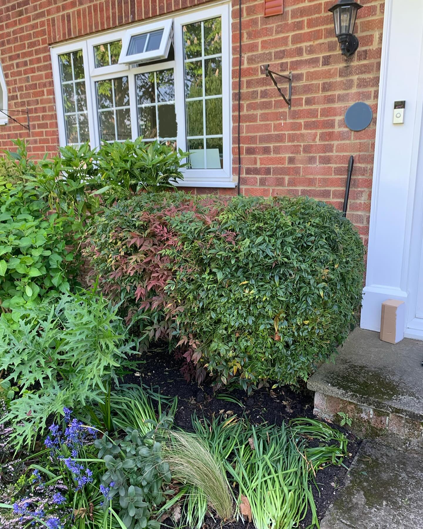 Nandina trim and tidy up
#highamwoodgardens #gardenertonbridge #gardeningtonbridge #gardenersofinstagram #gardening #gardensofinstagram #hedgetrimming #englishgardens #garden #gardenideas #gardeninspiration