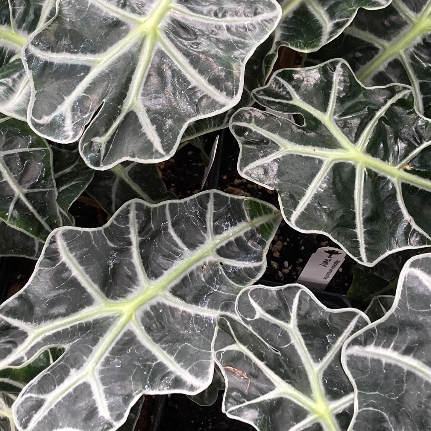 Rainy days are perfect for working in the houseplant greenhouse. What do you think? Are all houseplants divas? What is your most high maintenance houseplant?
#roundtreefarmgreenhouse #houseplants #plantparent #plantmom #plantdad #tropicalplants