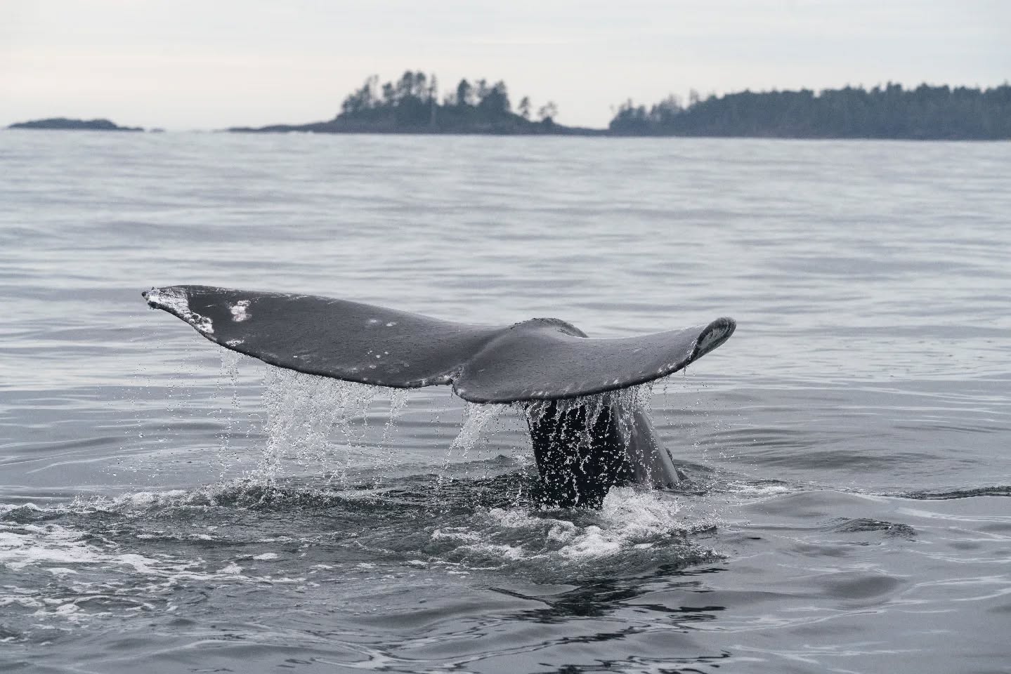 Eastern North Pacific gray whales cruise the Pacific coastline every year as they migrate 6,000 miles north from the Baja peninsula to their summer feeding grounds in Arctic and sub-Arctic regions. There, the leviathans gorge themselves on small crustaceans and amphipods that live in the muddy sediment of the Bering, Chukchi and Beaufort seas, before they head back south to loll, cavort and mingle in balmy Mexican waters.
#greywhale #wildlifephotography