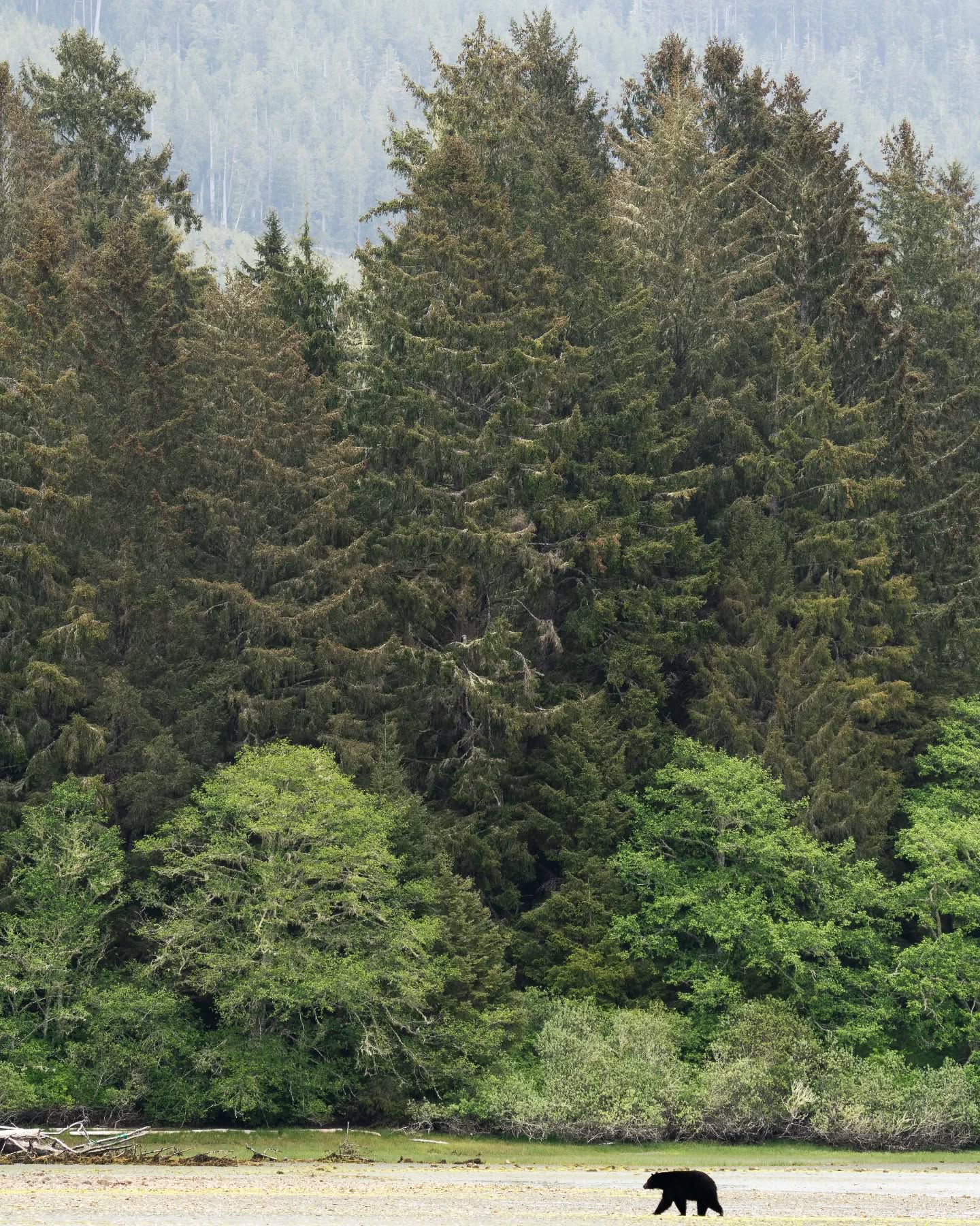 Black bear on the mud flats.
#wildlifephotography #blackbear #explorevancouverisland #explorebc