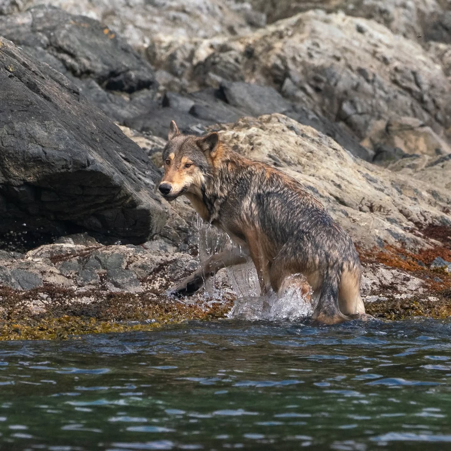 A sea wolf swimming from island to island in Barkley Sound. Something I've been wanting to see for many years!
#wildlifephotography #explorebc #explorevancouverisland #seawolf
