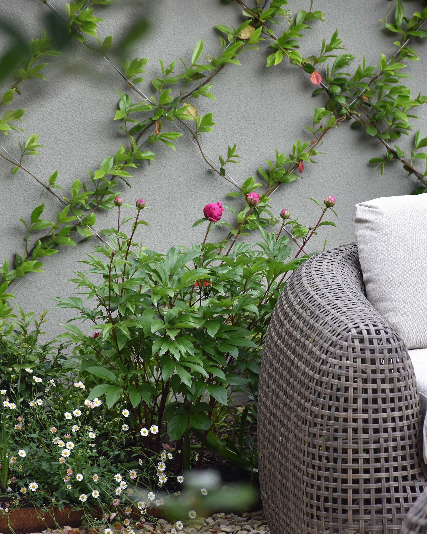 One of the client’s favourite peonies, Paeonia ‘Red Sarah Bernhardt’ just beginning to unfurl.
Planted near the lounge seating area, it brings a burst of purple/cerise colour and is perfect for cutting.
I love how it’s framed by the trained trachelospermum jasminoides on the wall and softened by a drift of Erigeron spilling onto the Cotswold pebble path. 🫶🏻🩷