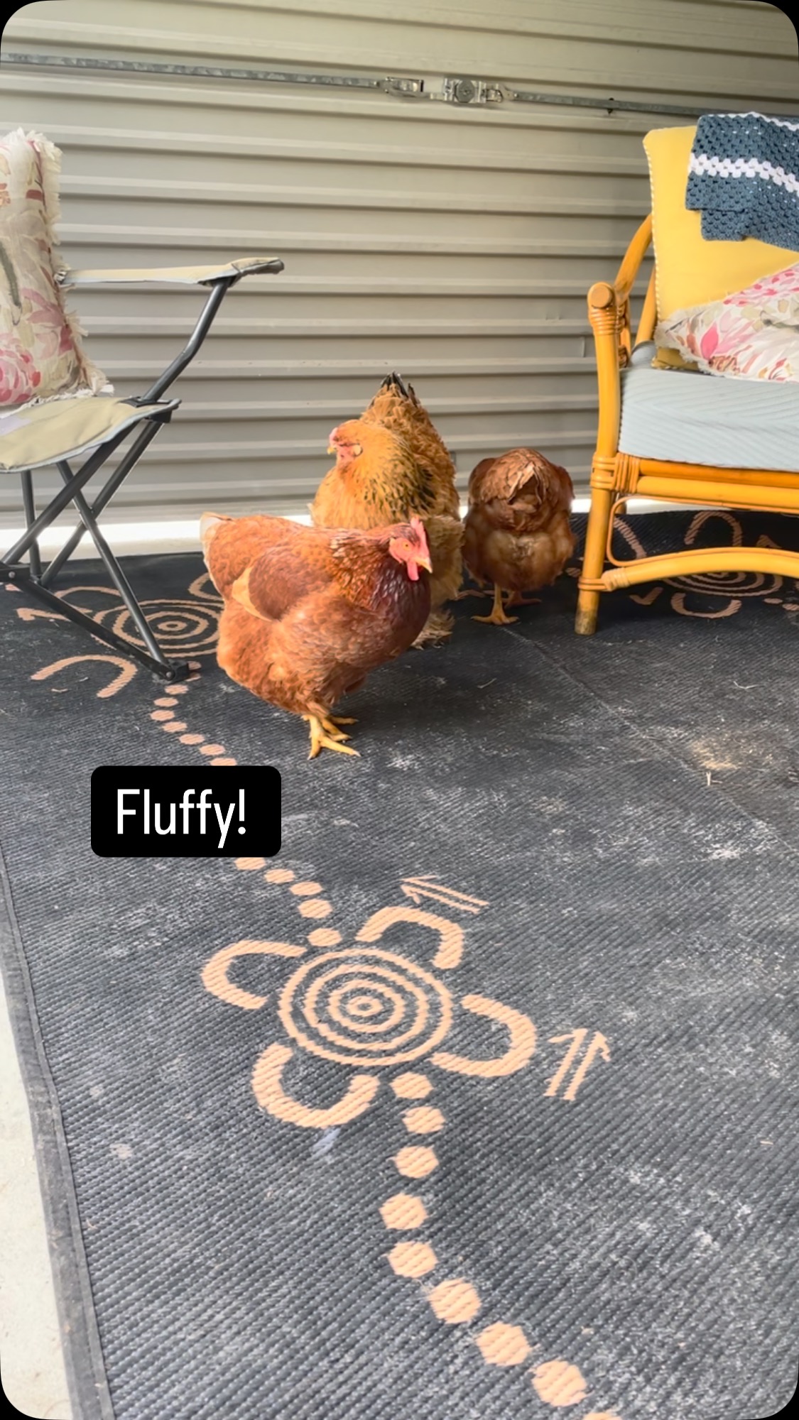 Chickens are incredible animals and very intelligent with the ability to problem solve, learn and remember tasks, with sophisticated communication skills and empathy. They also bring a lot of love to the people lucky enough to be in their company.