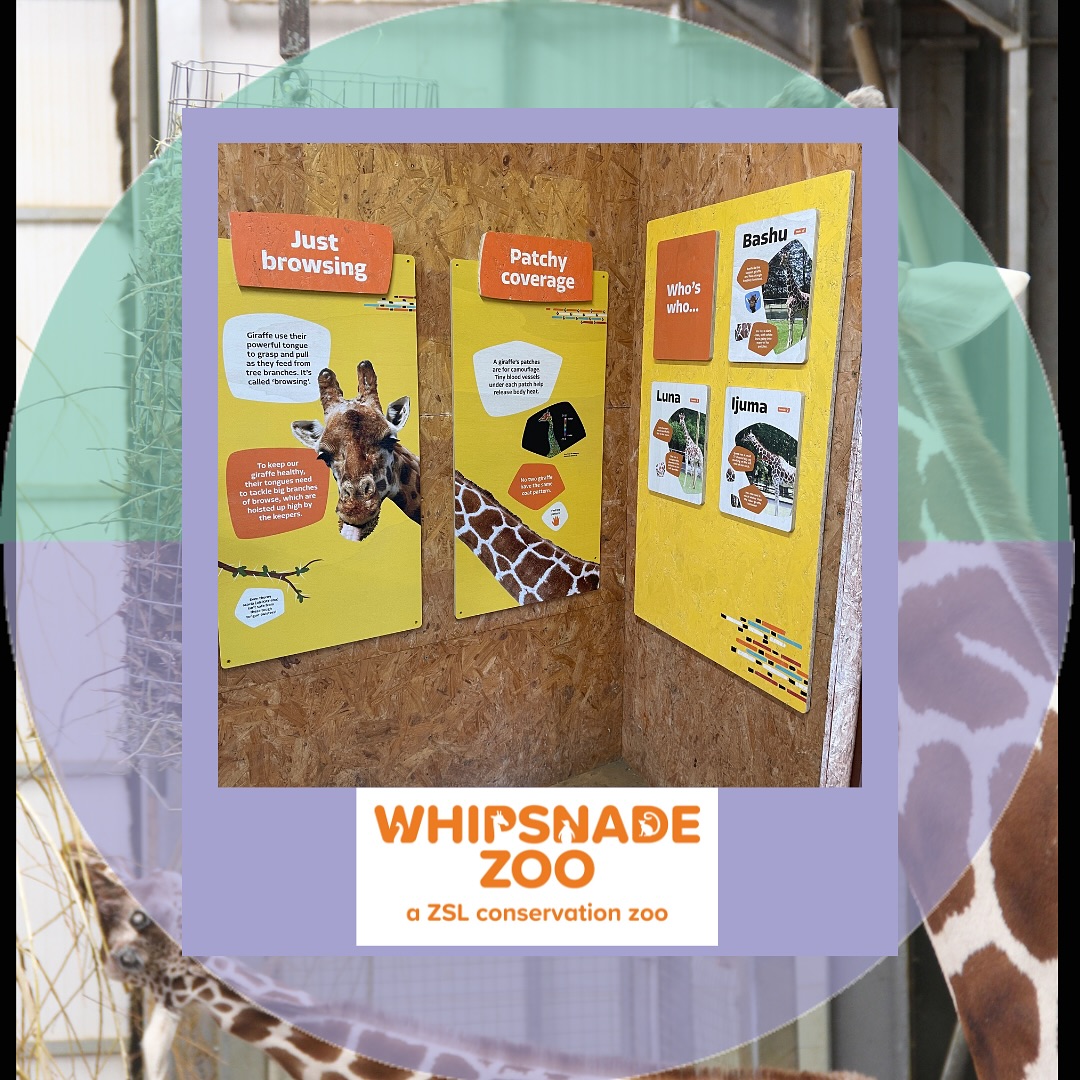 Bringing stories to life at Whipsnade Zoo!
Our vibrant signage helps little adventurers 🧭 discover, learn, and be inspired by the amazing animals around them!
From bold colours to playful graphics ✨, every design was created to spark imagination and make every visit a wild adventure!
#Stylographics #WhipsnadeZoo #ZooAdventures #InspiringYoungMinds #CreativeDesign #WildAndWonderful