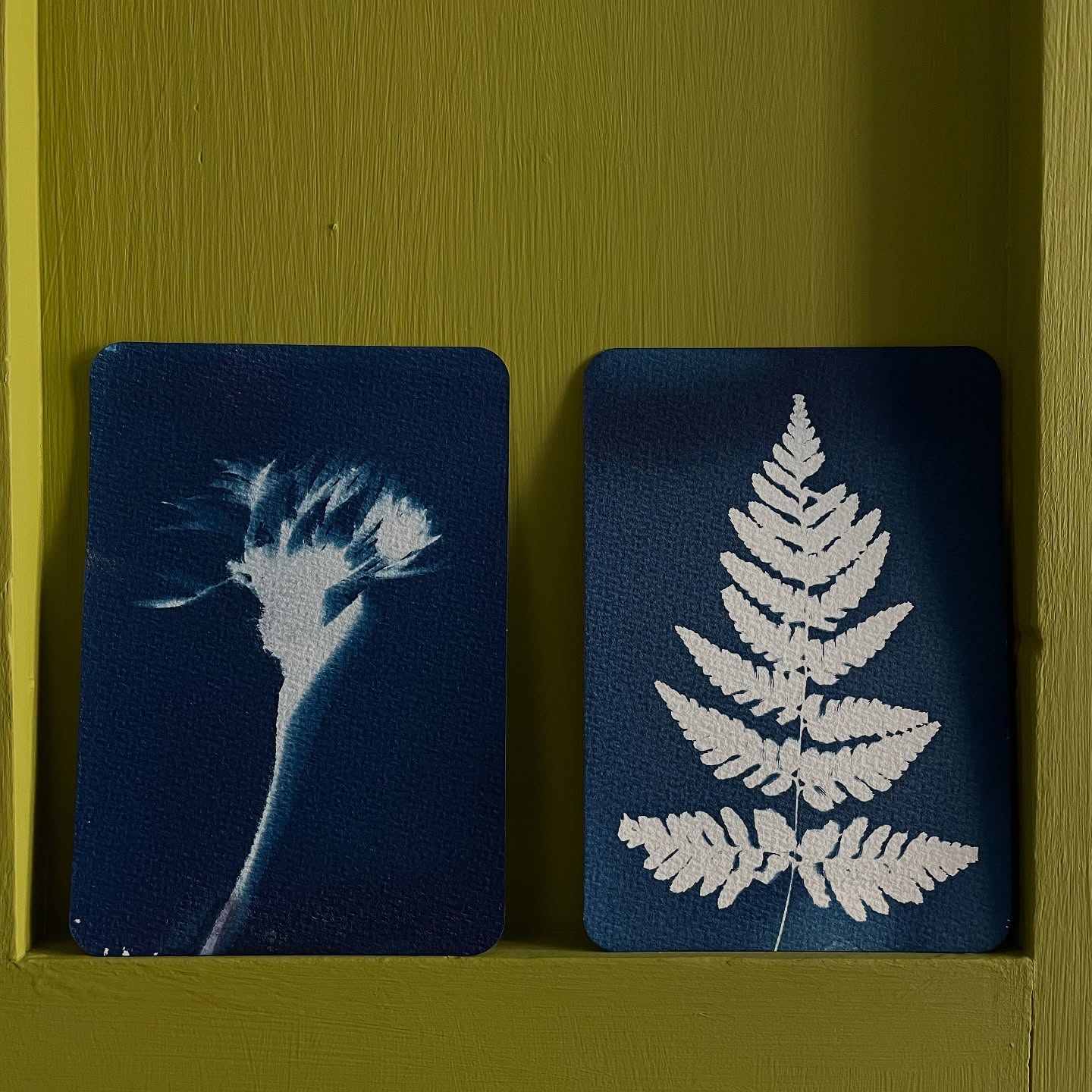 Coming soon! Cyanotype Postcard Sets ~ these will be available to buy from @rockpaperscissorsbrand soon. Each set contains 4 hand printed original cyanotype postcards. Each set will vary as I print using seasonal plants. The postcards are great as a little set of artworks to frame, or write on the back and gift to someone. New sets will appear as I get creative, watch this space 👀
♻️Packaged in compostable sleeves. All plants used are foraged mindfully and only taken when the plants are in abundance.
