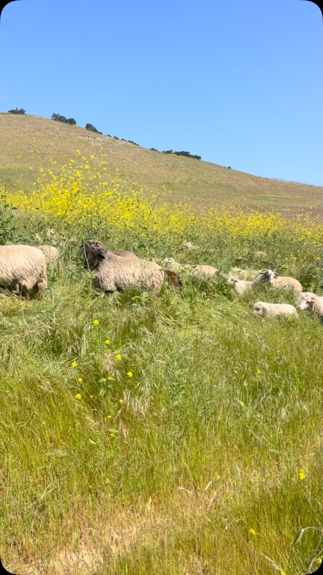 Mustard grazing meditation ๐ผ
#sheep #mustard #grazing #ranching #navajochurro #grassfed #lamb #grassfedlamb #localmeat #supportyourlocalranchers #nature #wildlife