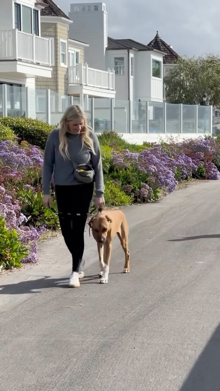 This dog started out barking, lunging, and even trying to bite anyone who passed by.
But behavior like that isn’t just aggression- it’s insecurity, overstimulation, and a lack of guidance.
With structure, consistency, and clear expectations, he’s now a completely different dog.
We used foundational commands like heel and check-in behaviors that are incompatible with reactivity.
When a dog is focused on walking in heel, checking in, and following your lead, there’s no room for chaos.
Our training doesn’t rely on punishment, it relies on clarity, timing, and leadership.
The result? A confident dog who no longer feels the need to control his environment… because he knows his handler will.
#DogBehaviorRehab #ReactiveDogTraining #BarkCollective #BehaviorModification #DogTrainingJourney #HeelAndCheck #StructuredWalks #ConfidentDogs