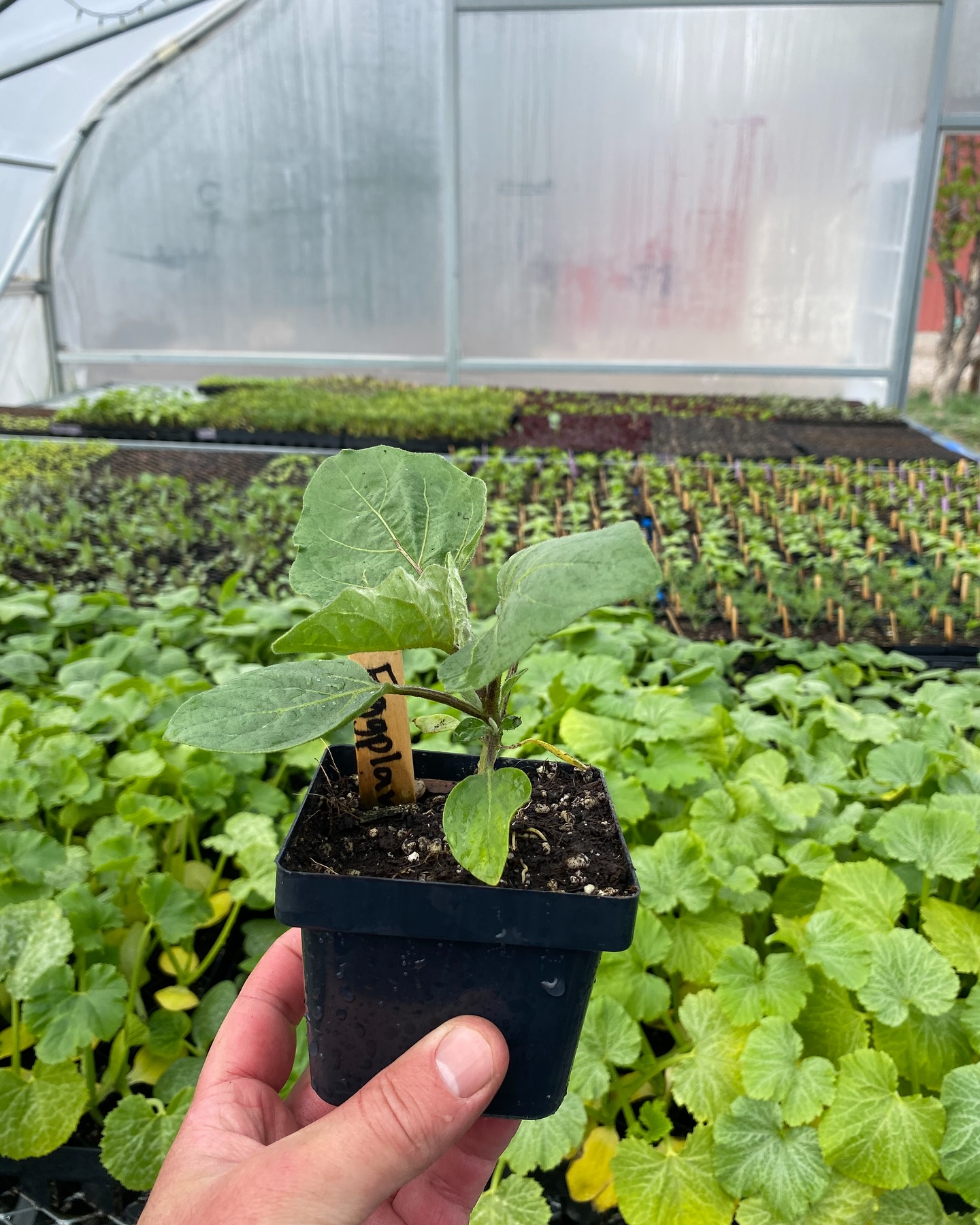The on-farm Plant Sale is back! A few years ago we cobbled together a last minute plant sale on the farm and had an unexpectedly great turnout. As the farm grew over the years and the spring season got busier and busier, we just couldn’t find the time to make it work. But it’s back! Come see us just two miles past Hayden at mile marker 105 on Saturday May 31st from 9 AM - 2 PM. Come get all the plant starts you need for your gardens this summer! We’re talking cherry tomatoes, peppers, broccoli, summer and winter squash, herbs, greens, and a whole lot more. We’ll also have the first harvest of spring veggies for sale and some sweet new merch! While you’re here feel free to stroll around the farm and see what we’ve got going on.
If you’re busy that day but still want to see what plants we’ve got for sale, email us at info@mountainbluebirdfarm.com to set up a time to come see everything.
We’ll see everyone 5/31!