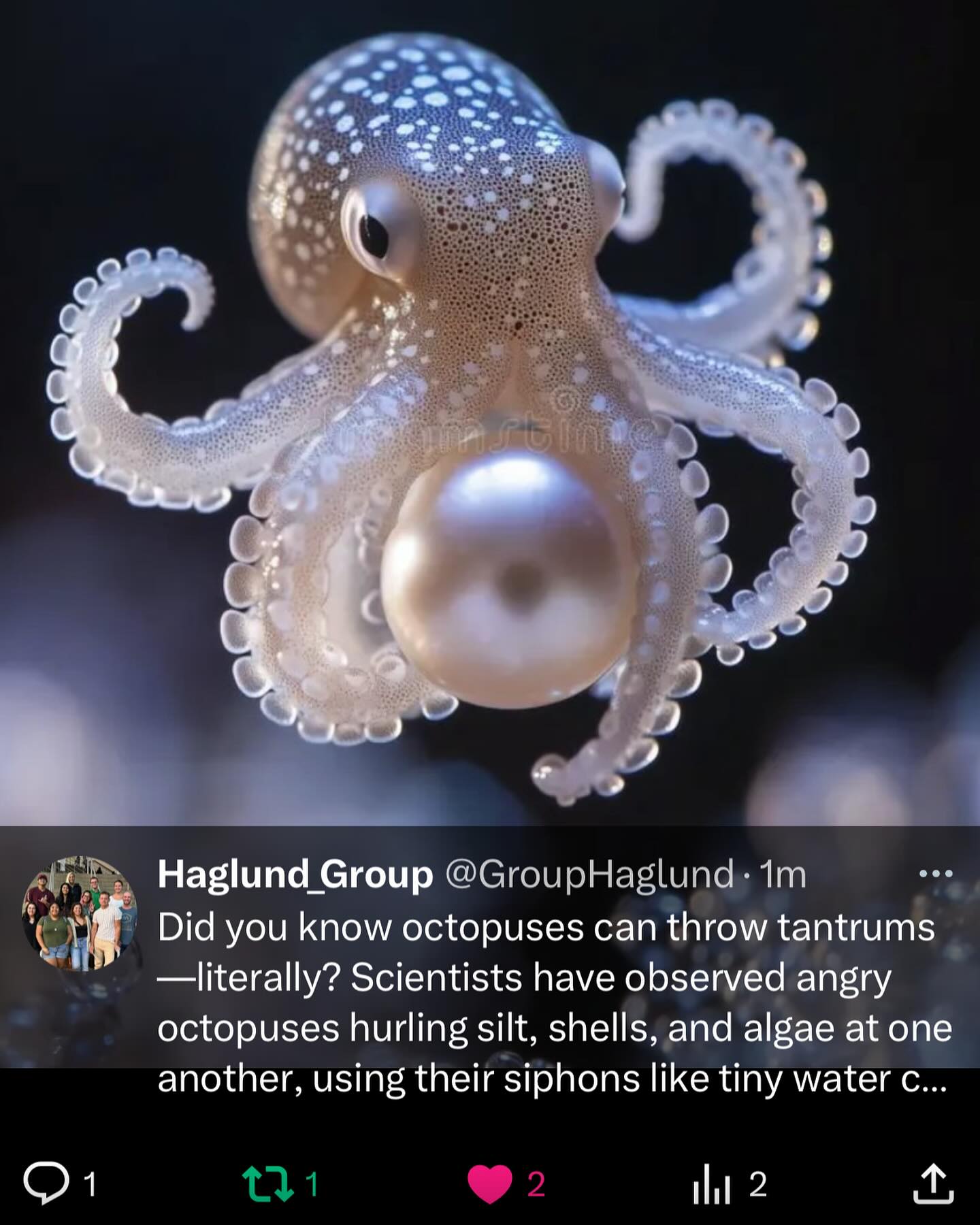 Did you know octopuses can throw tantrums—literally? Scientists have observed angry octopuses hurling silt, shells, and algae at one another, using their siphons like tiny water cannons in underwater squabbles! Some even aim with surprising accuracy, making them the ocean’s stealthiest shade-throwers.
Reference: https://www.sciencefocus.com/news/angry-octopuses-caught-hurling-silt-shells-and-algae-at-one-another
.
.
.
#octupus #grudge #funfacts #funfactfriday #funfact #scientificfacts #hawaii #universityofhawaiiatmanoa #uhm #universityofhawaiia #uh #science #DNA #chromosomes #researchgroup #haglundgroup #drhaglund