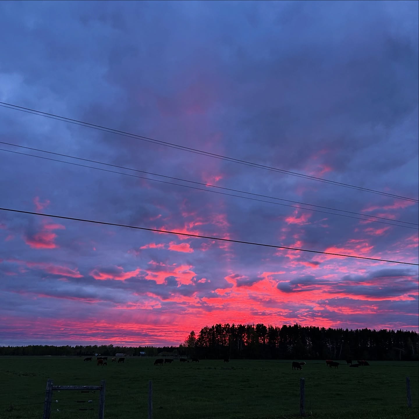 Little calves are bouncing around, trying to feed off the wrong end of mom. For a few minutes the sky was on fire.