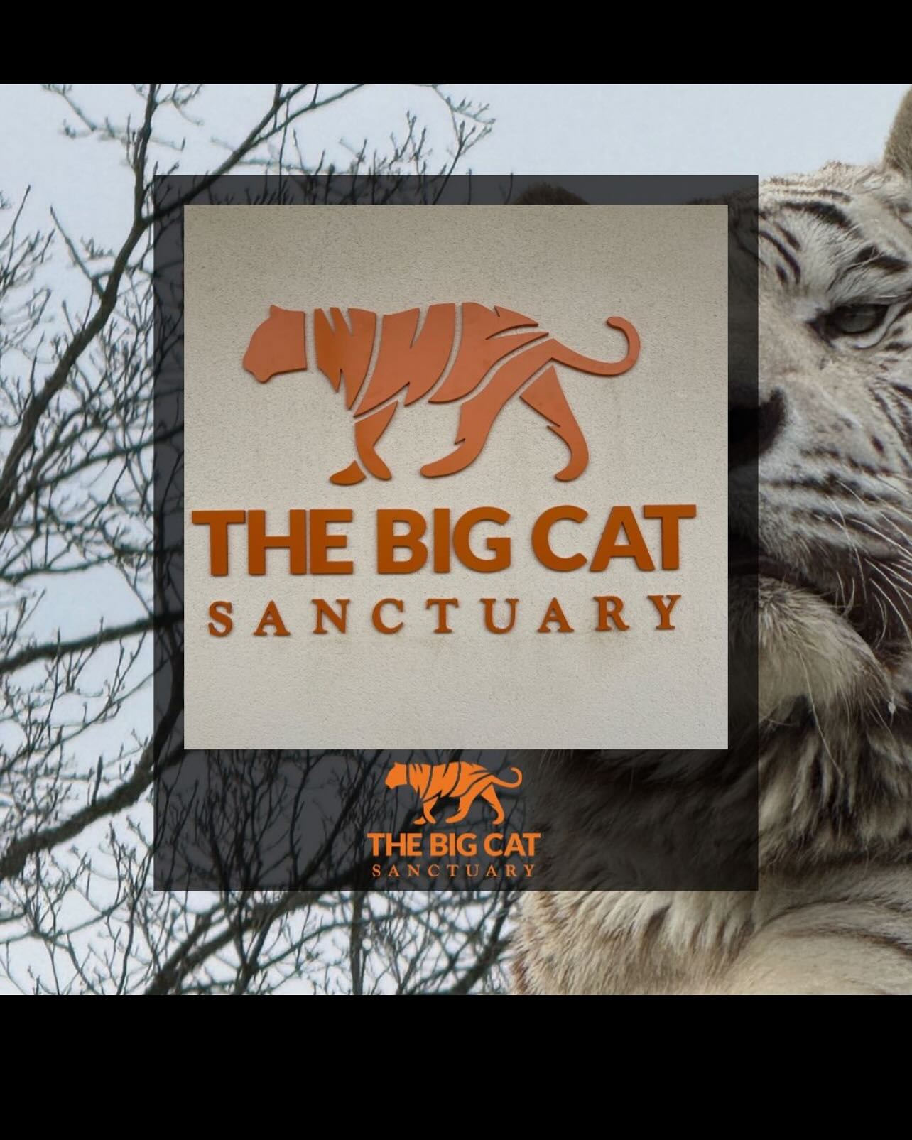 We have partnered with @thebigcatsanctuaryuk for the grand opening of their Lion Rescue Centre.
Stylo designed and installed all the signage for the new centre, guiding visitors through the lions’ incredible journeys from war-torn Ukraine to their safe haven in Kent. Our work helps share the poignant stories of Yuna, Rori, Vanda, Amani, and Lira, highlighting their resilience and the sanctuary’s dedication to their care.
It’s been amazing to contribute to this meaningful project and support the sanctuary’s mission of conservation and education.
#LionRescueCentre #BigCatSanctuary #Stylo #UkraineLions #AnimalRescue #Conservation #SignageDesign #Wayfinding #FromUkraineWithLove 🦁✨