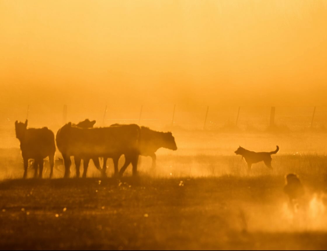Taking the work dogs for a run last night when they decided that this little mob of rogue cattle really shouldn’t be in that paddock( the dogs were right ). Made for interesting photos anyway!! Dust, cattle, dogs and golden hour 🥰..
.
.
.
#sodry #highcountryvictoria #nenaghpastoral #cattle #kelpies